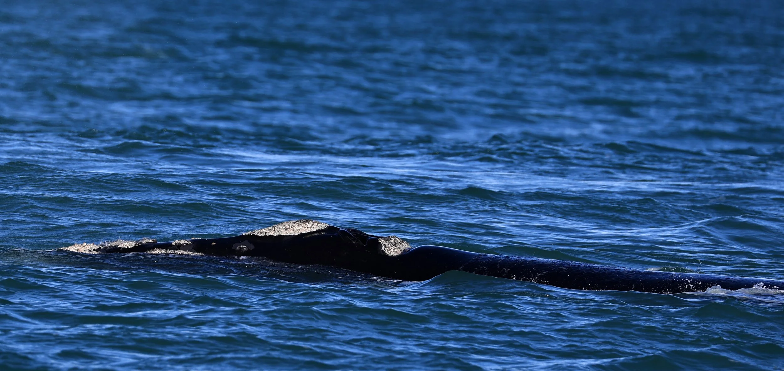 Southern Right Whale (Eubalaena australis) Puerto Rawson Argentina (20).jpg