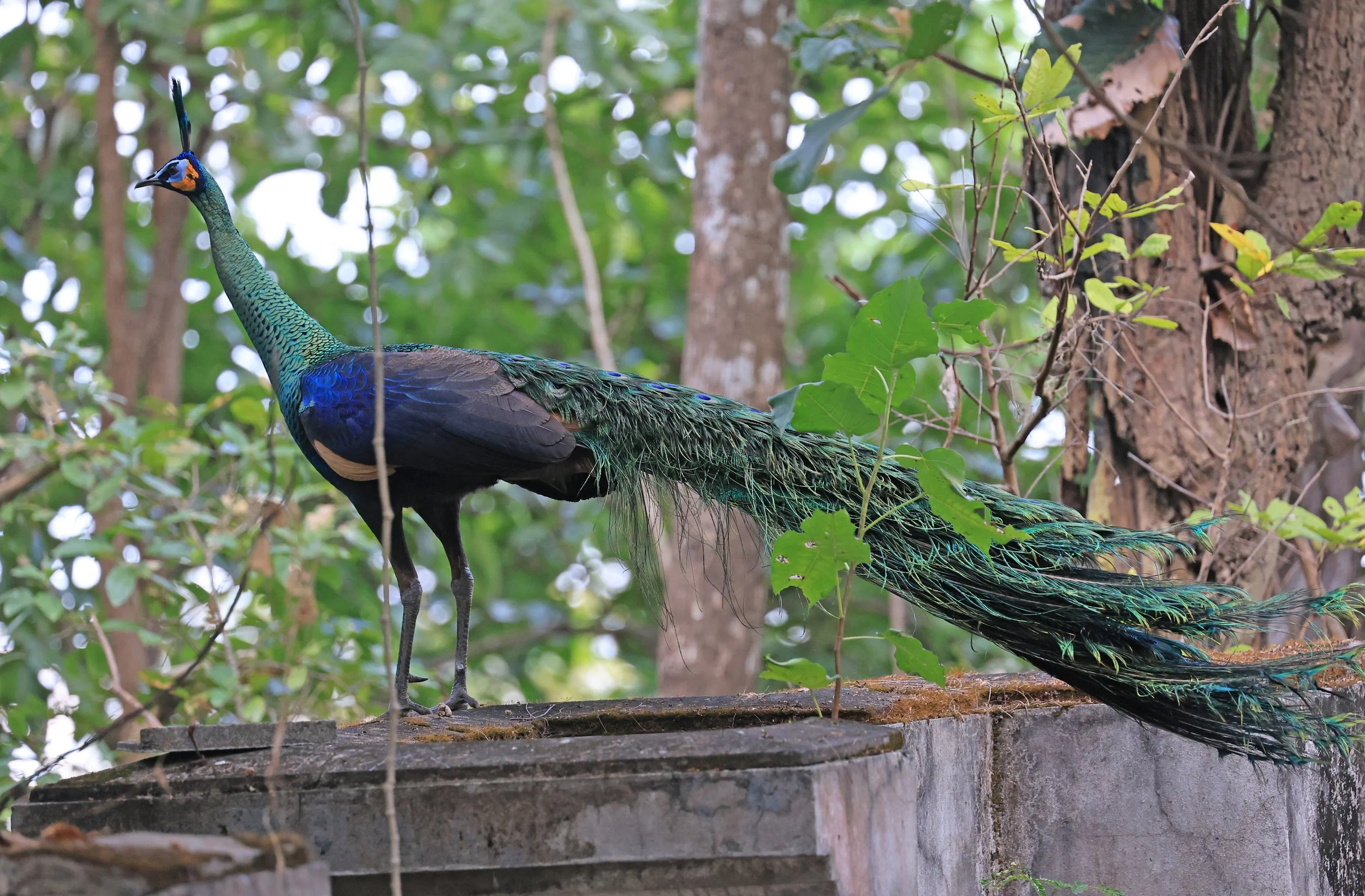 Green Peafowl (Pavo muticus) Doi Butsarakham Phayao Province (37).jpg