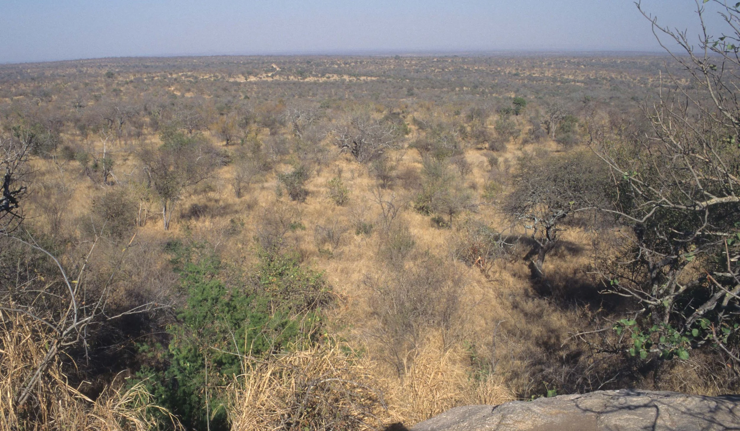 KRUGER - BUSHVELDT.jpg
