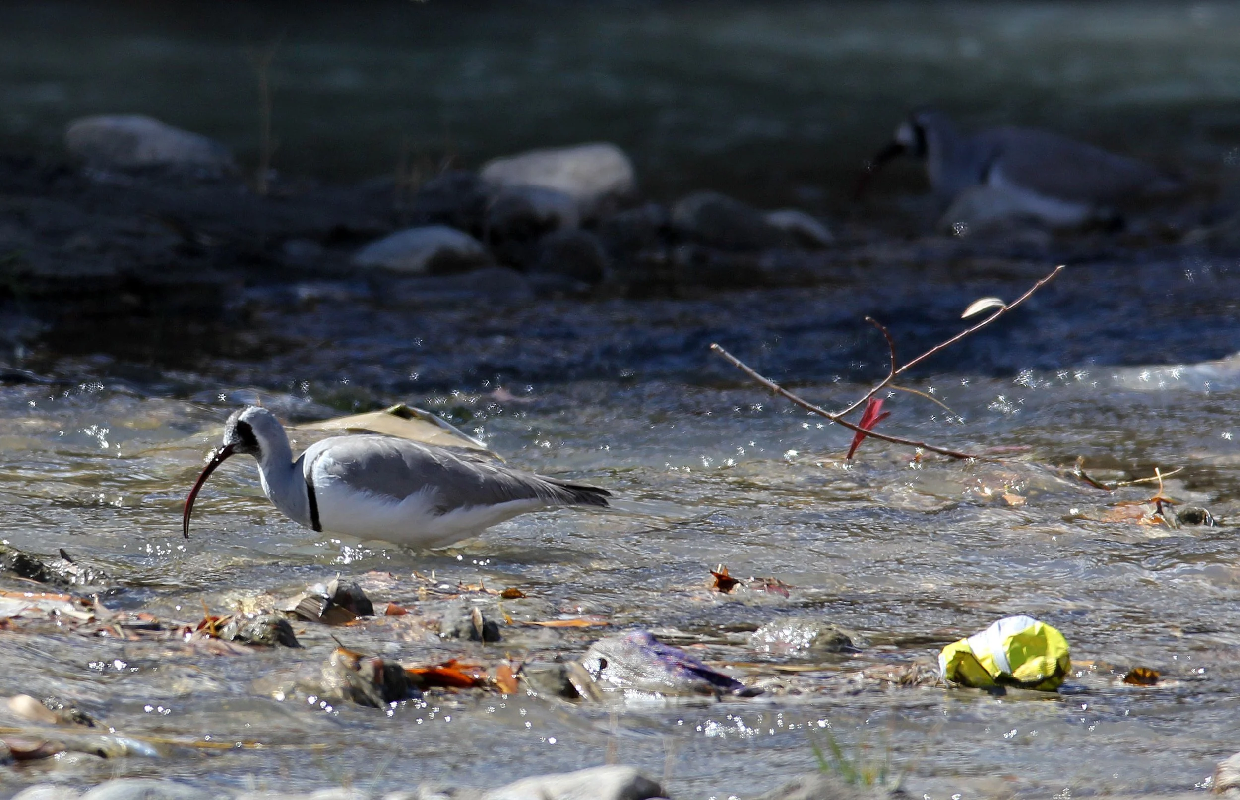 BIRD - IBISBILL - HEMIS NATIONAL PARK - LADAKH INDIA - JAMMU & KASHMIR NEAR LEH (26).JPG