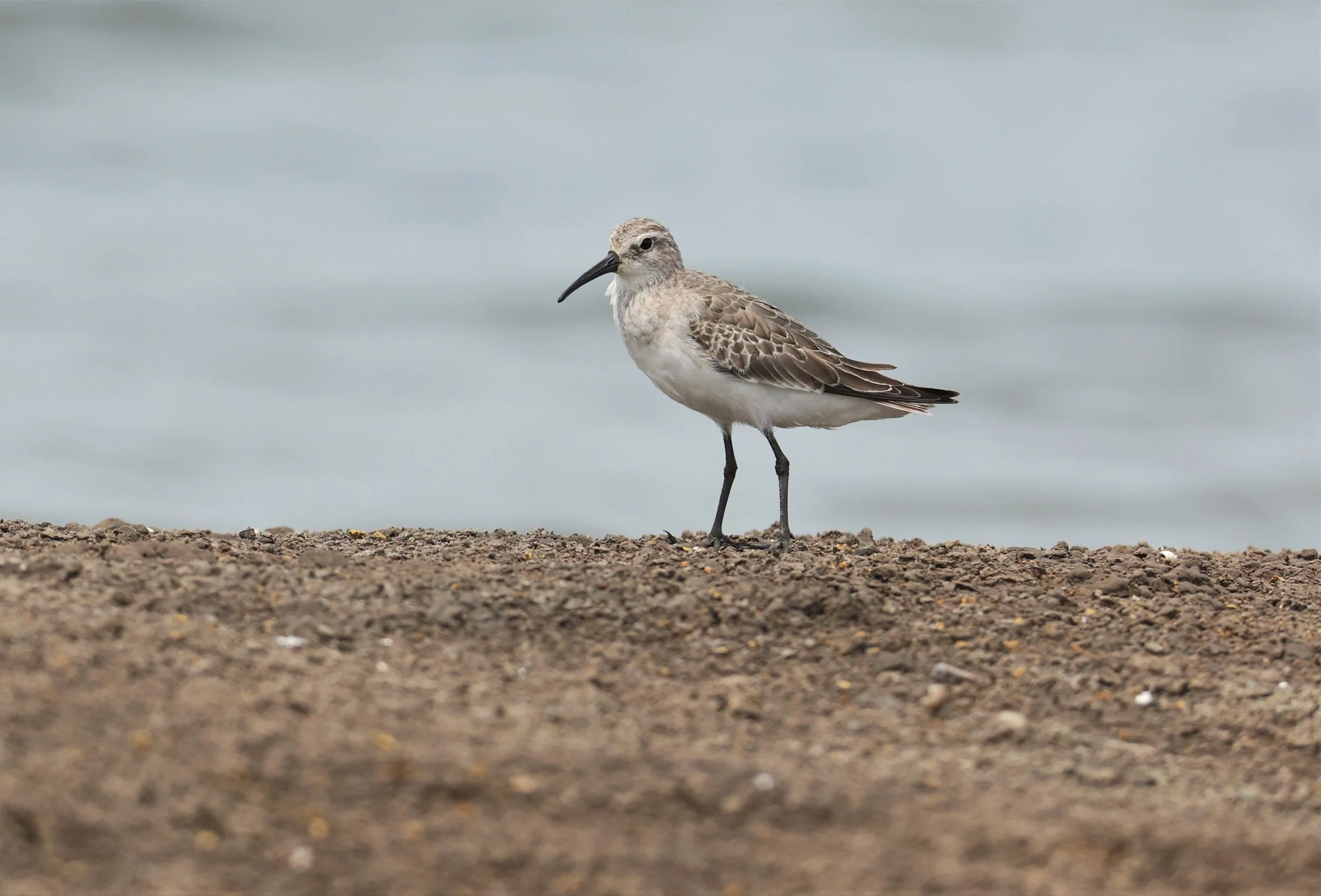 SANDPIPER - CURLEW SANDPIPER - Calidris ferruginea -CHACHOENGSAO  SALT PANS (7).jpg