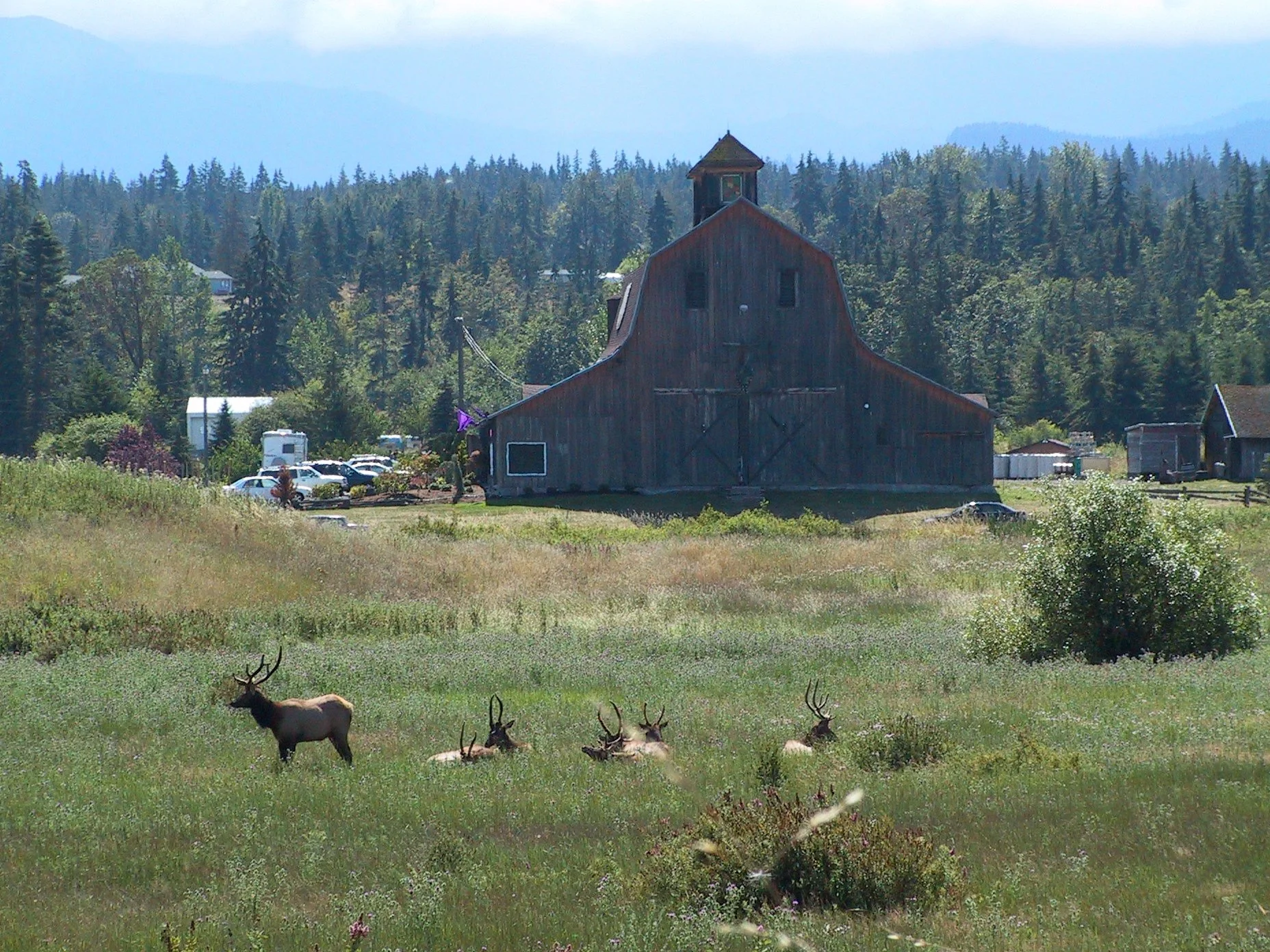 CERVID - ELK - ROOSEVELT - NEAR OLYMPIC WINERY.jpg