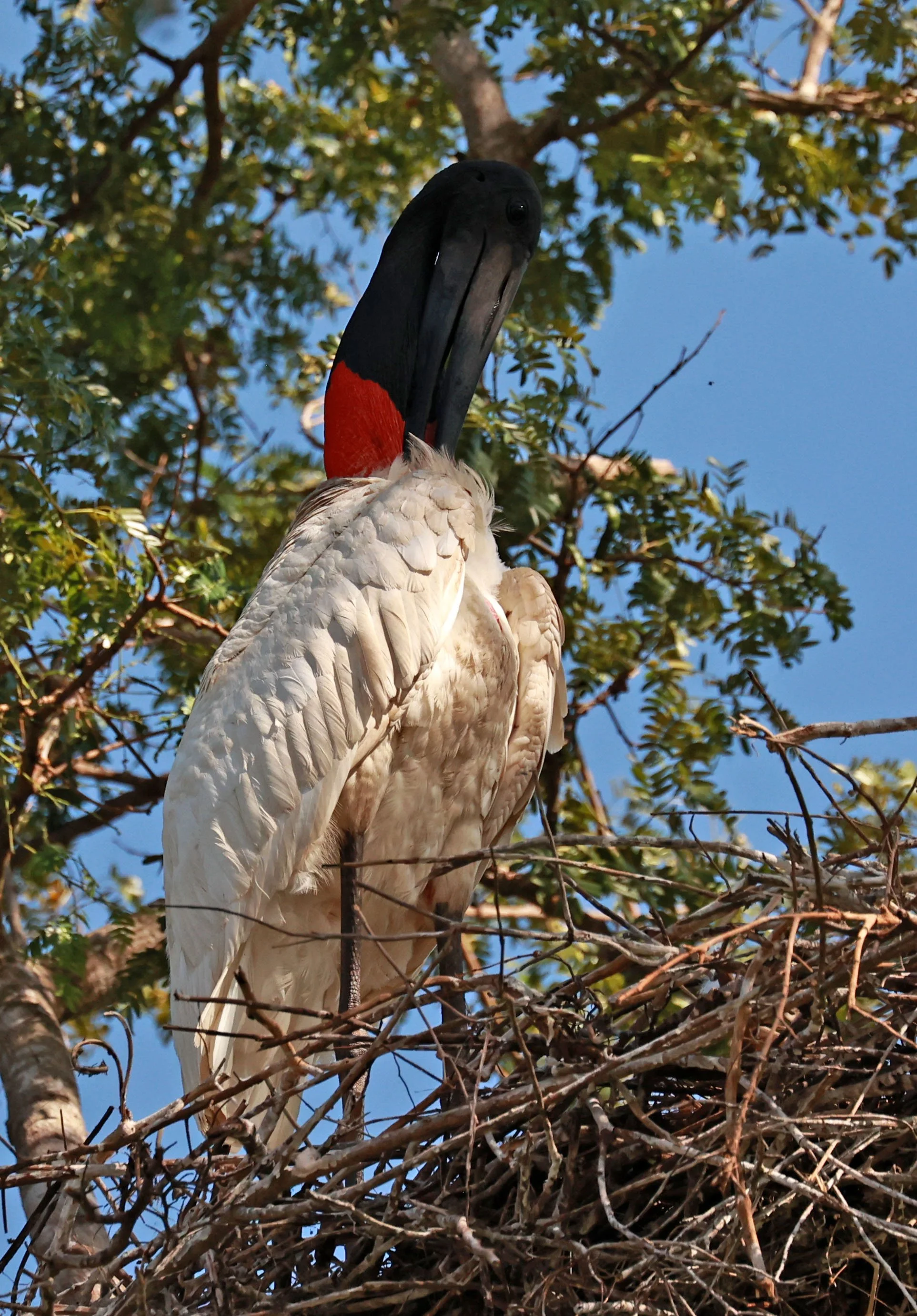 Stork - Jabiru mycteria - Pantanal, Encontro das Águas State Park, Porto Jofre, Cuiaba River, Brazil (48).jpg