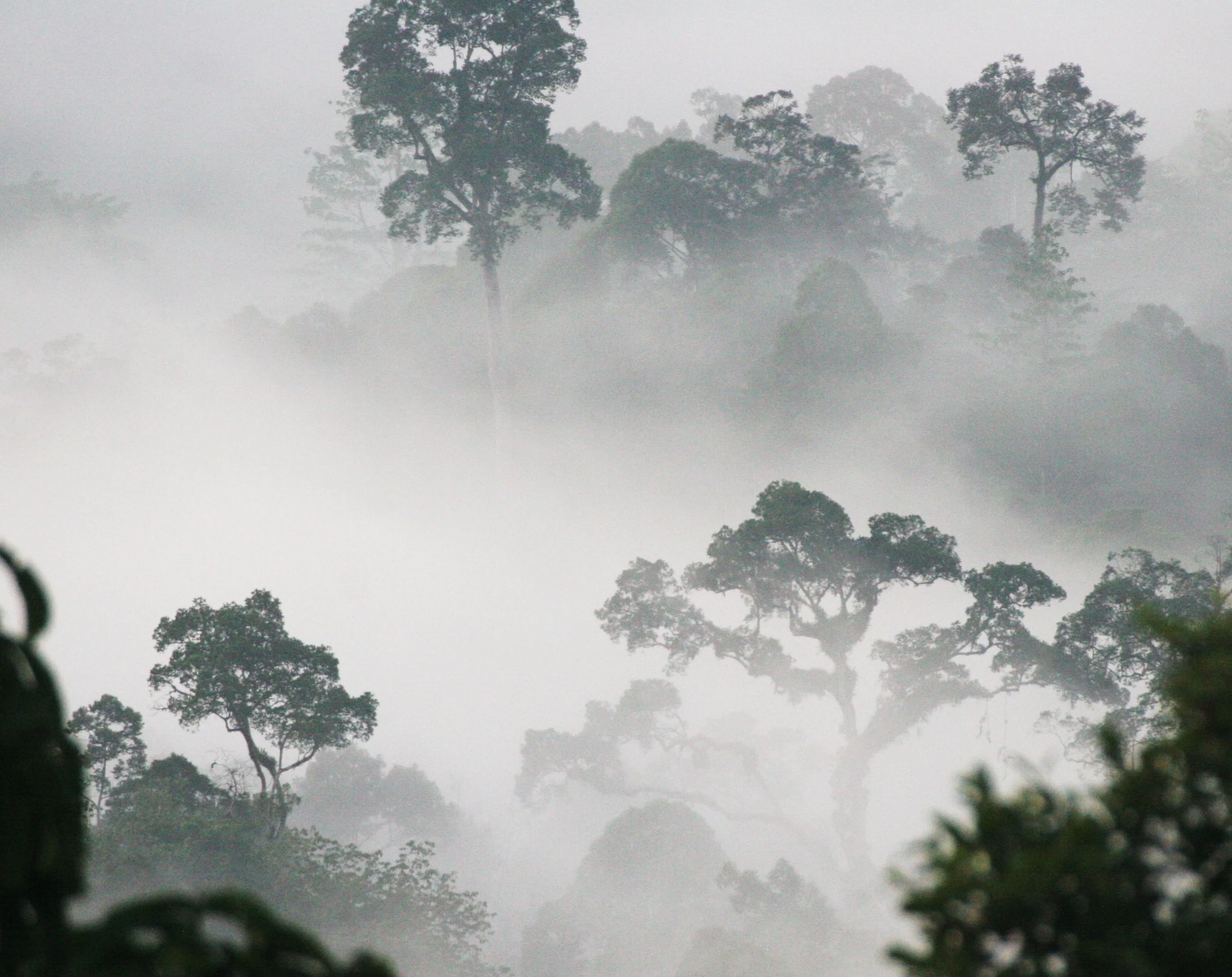 DANUM VALLEY BORNEO - SUNRISE OVER THE DANUM (67).JPG