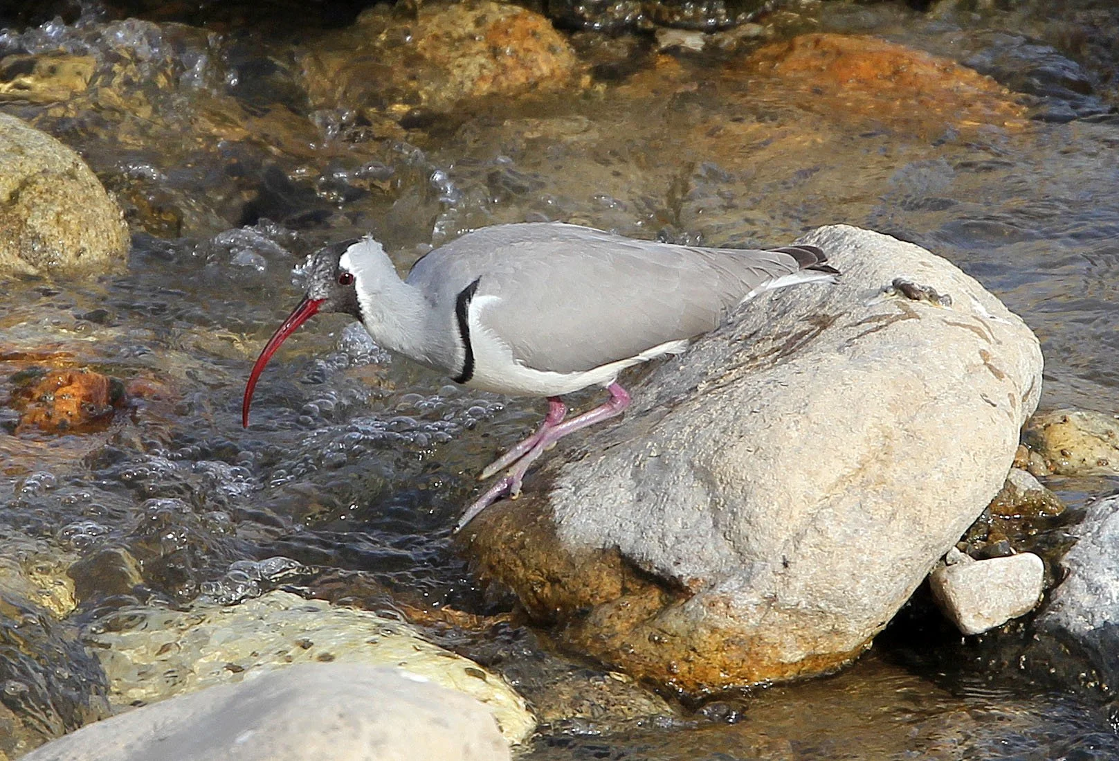 BIRD - IBISBILL - FOPING CITY, SHAANXI CHINA (31).JPG
