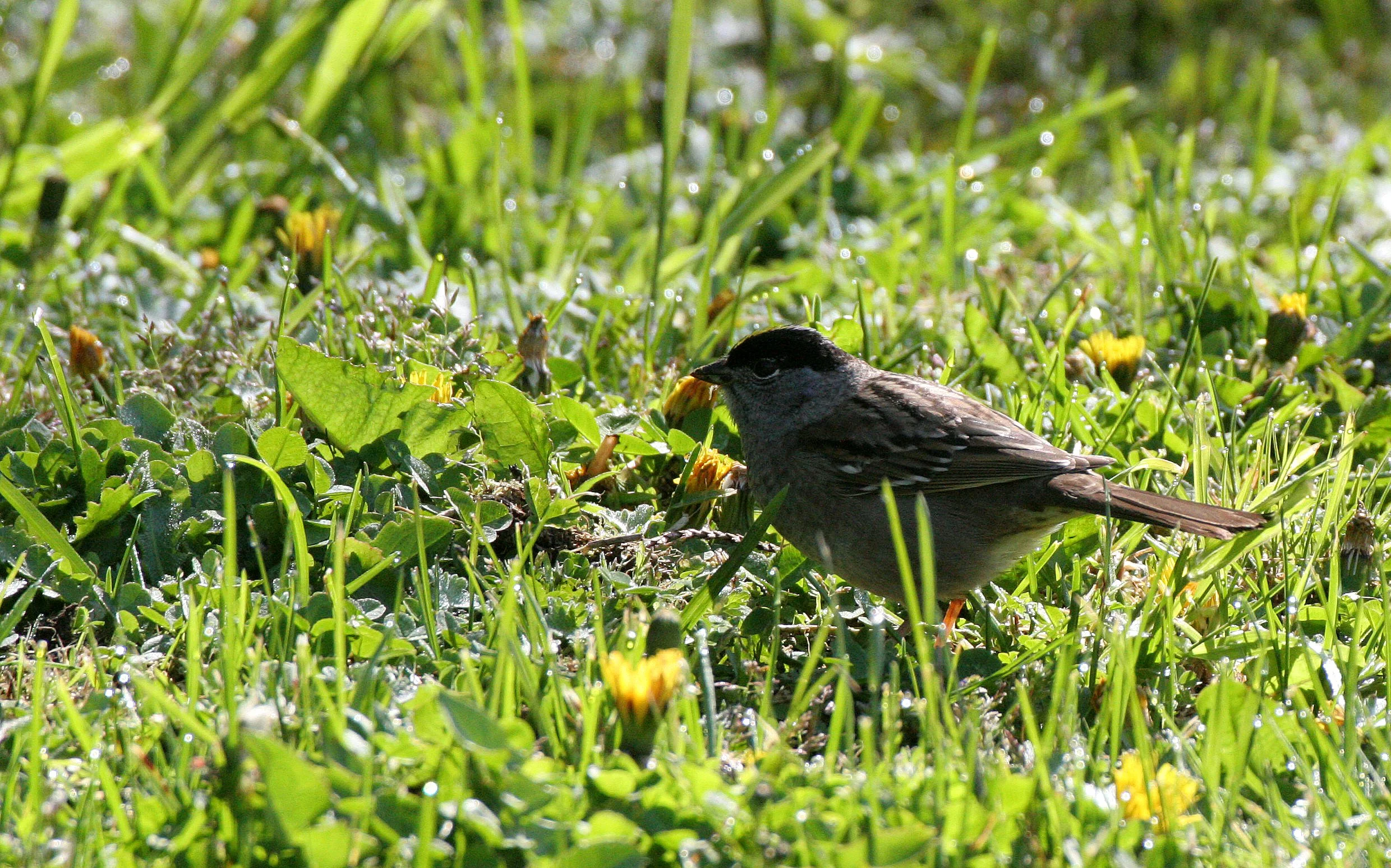 Gold-crowned Sparrow ((Zonotrichia atricapilla) Lake Farm Woods Washington (8).JPG