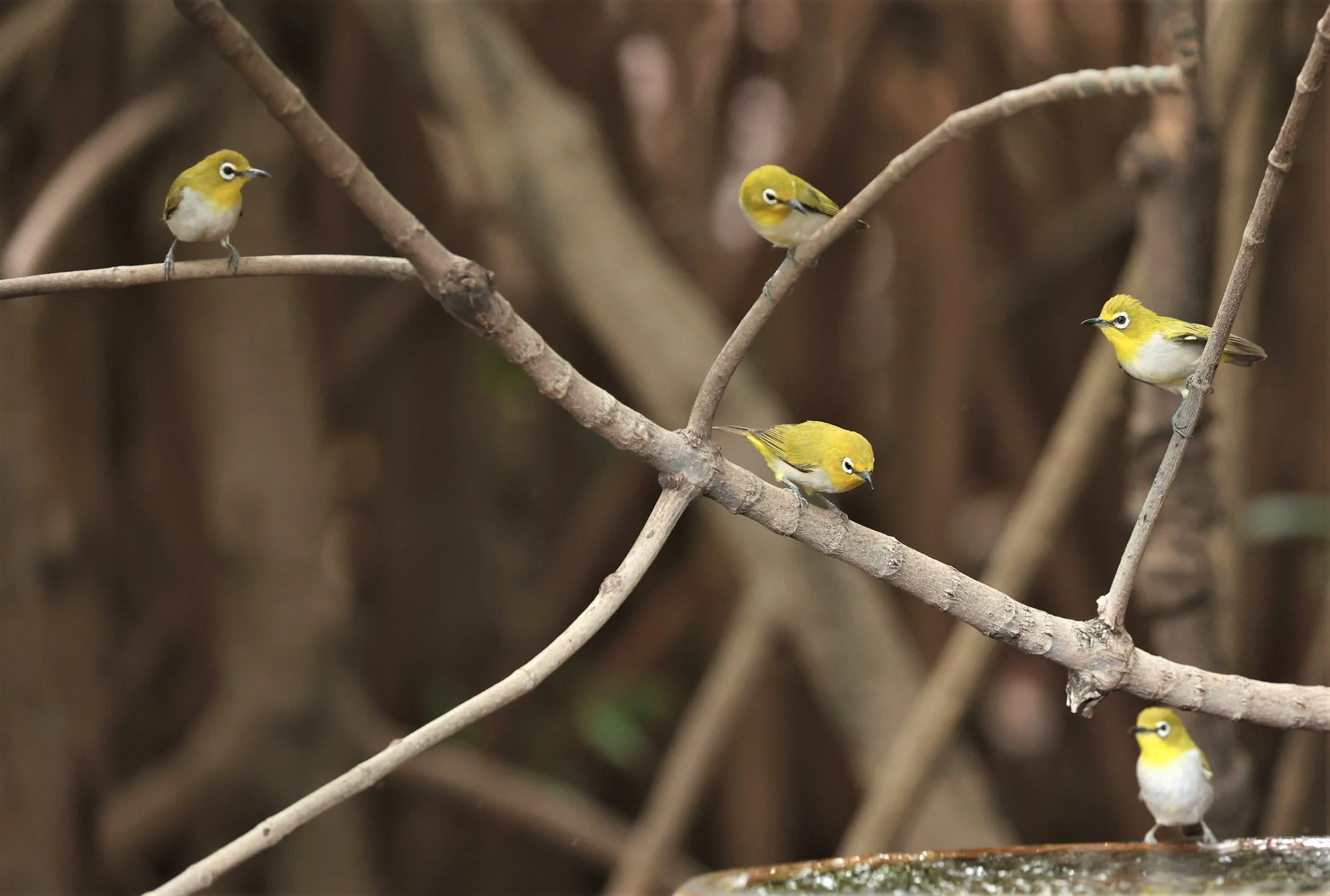Swinhoe's White-eye (Zosterops simplex) Bang Pu Recreational Park & Mangrove Forest (101).jpg