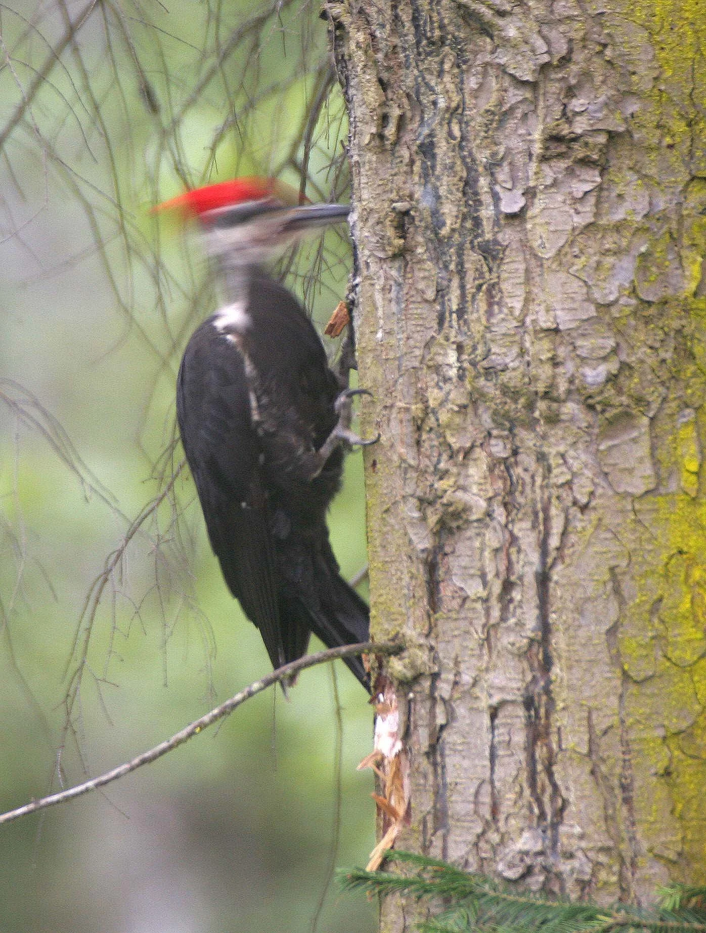 BIRD - WOODPECKER - PILEATED WOODPECKER - GASMAN (15).jpg