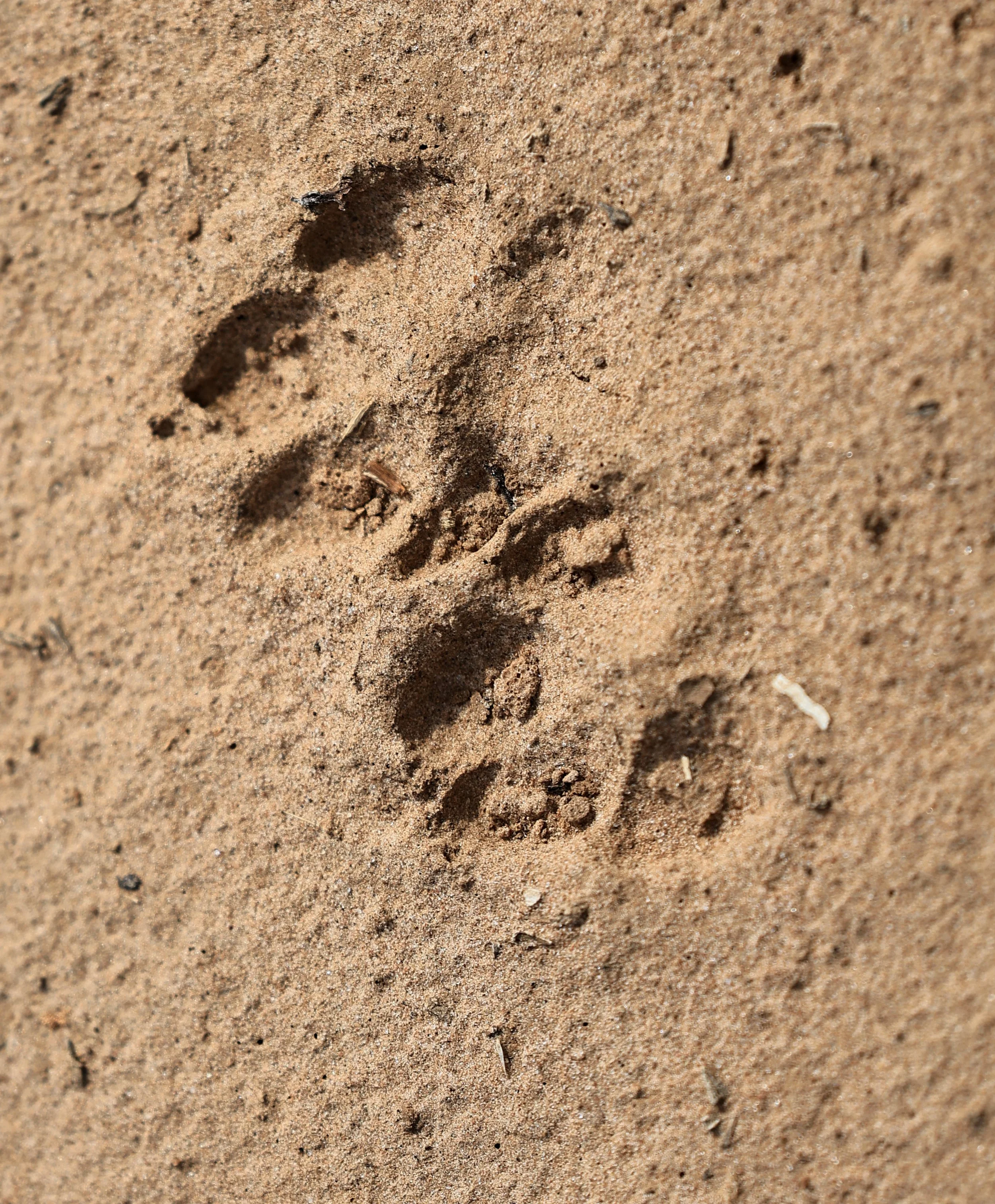 Canid tracks