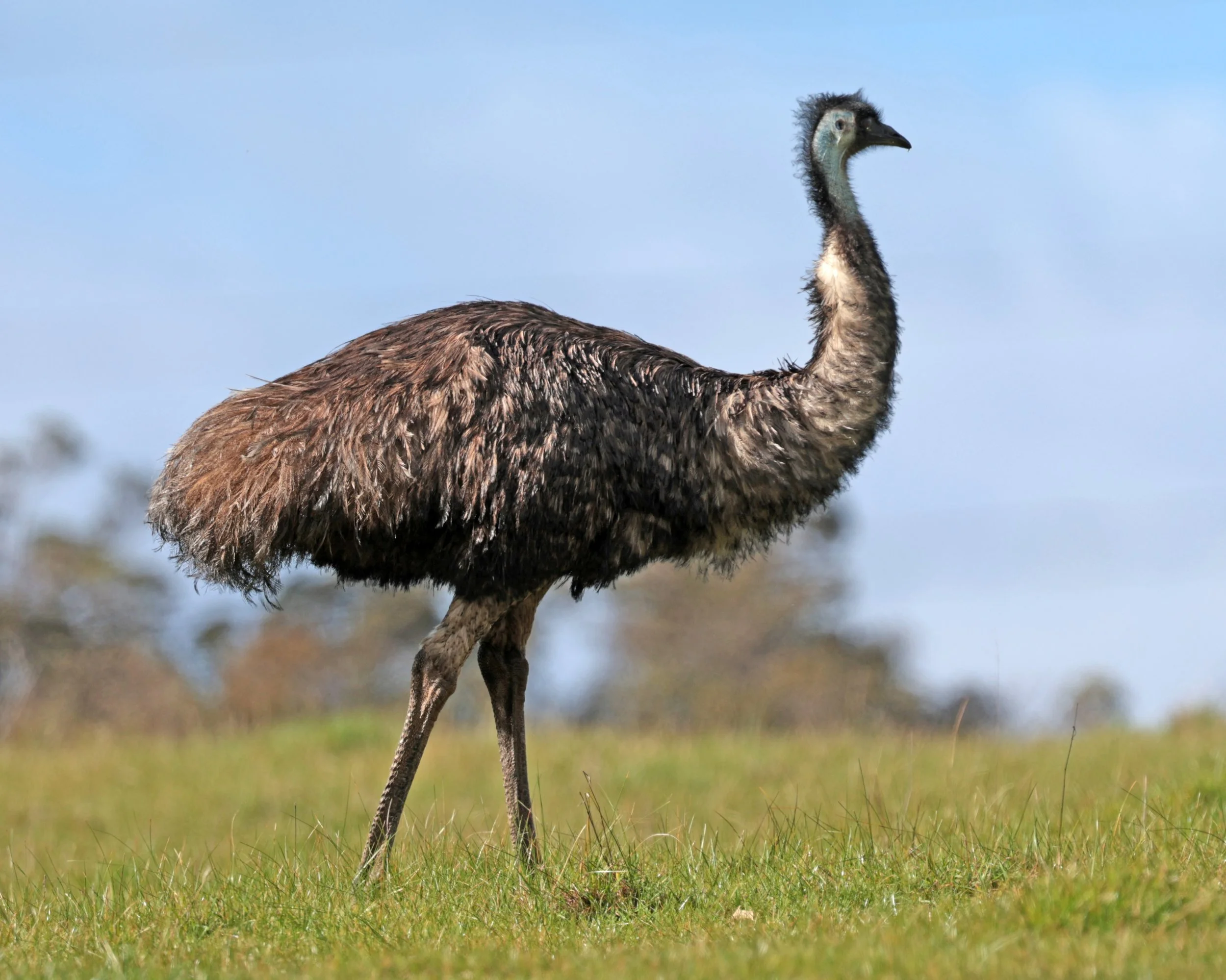 Emu (Dromaius novaehollandiae) Mt Frankland NP - Western Australia (38).jpg