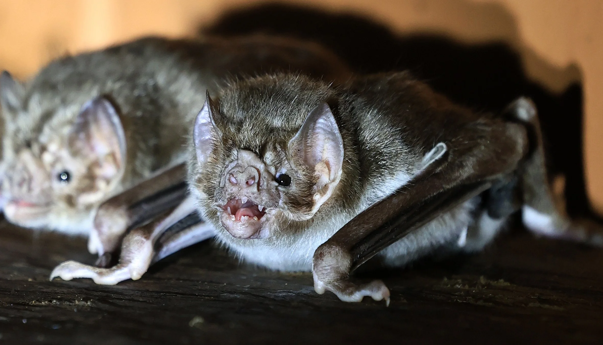 Common Vampire Bat (Desmodus rotundus) Abandoned house on road between Pozo Colorado & Asuncion (29).jpg