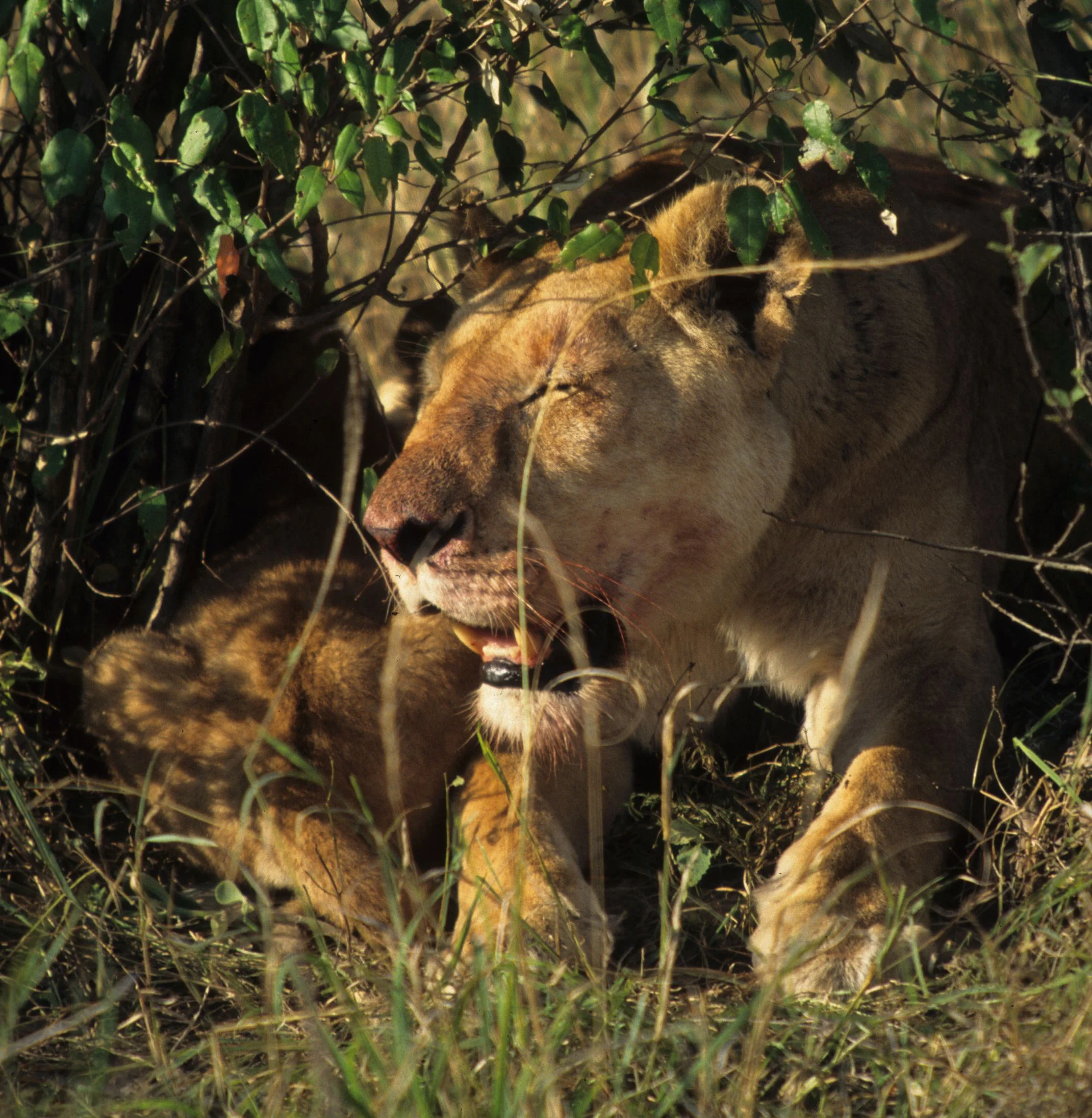 FELID - LION - SERENGETI (38).jpg