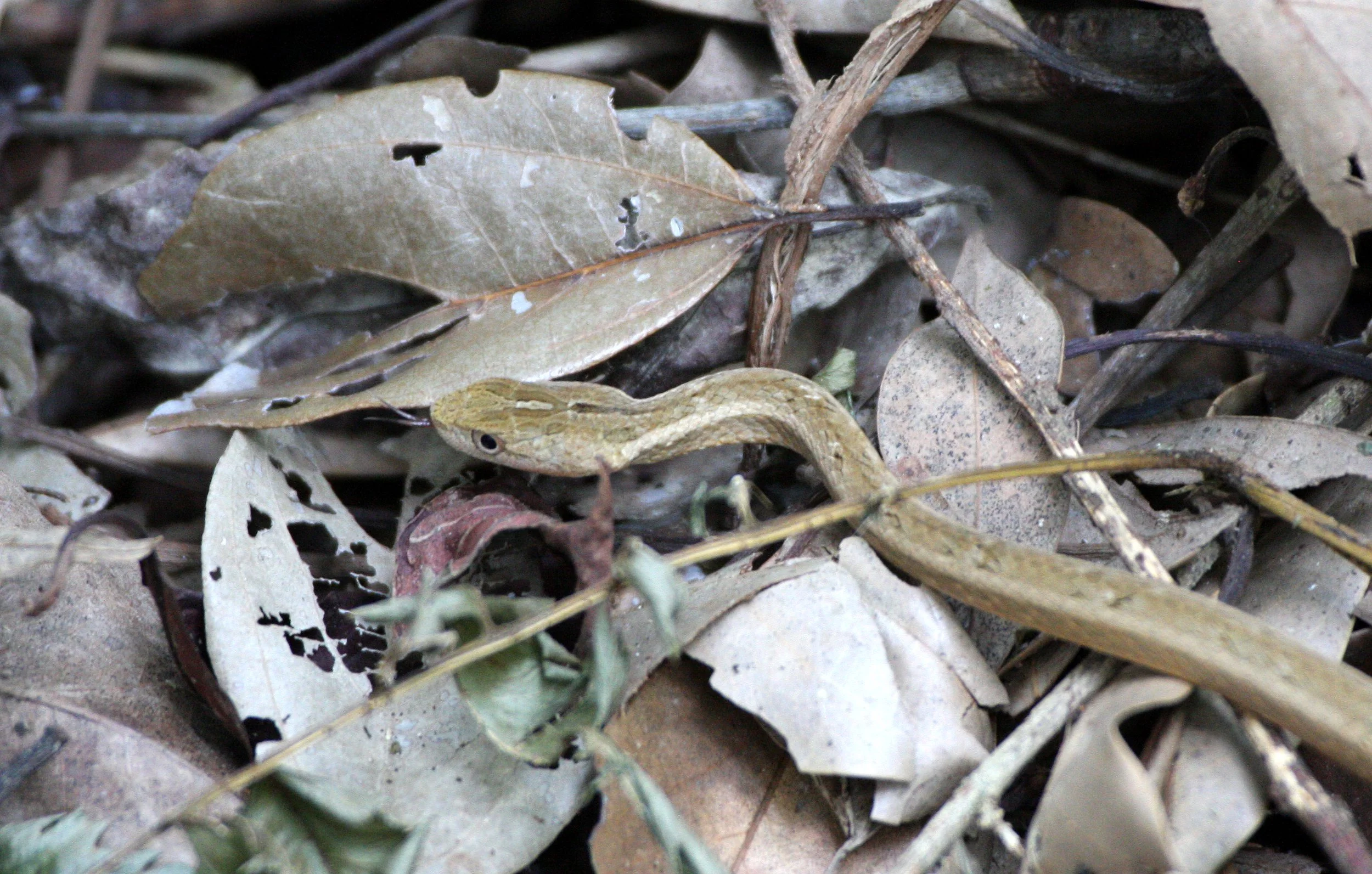 REPTILE - SNAKE - TAIWAN - SUBTROPICAL FOREST.JPG