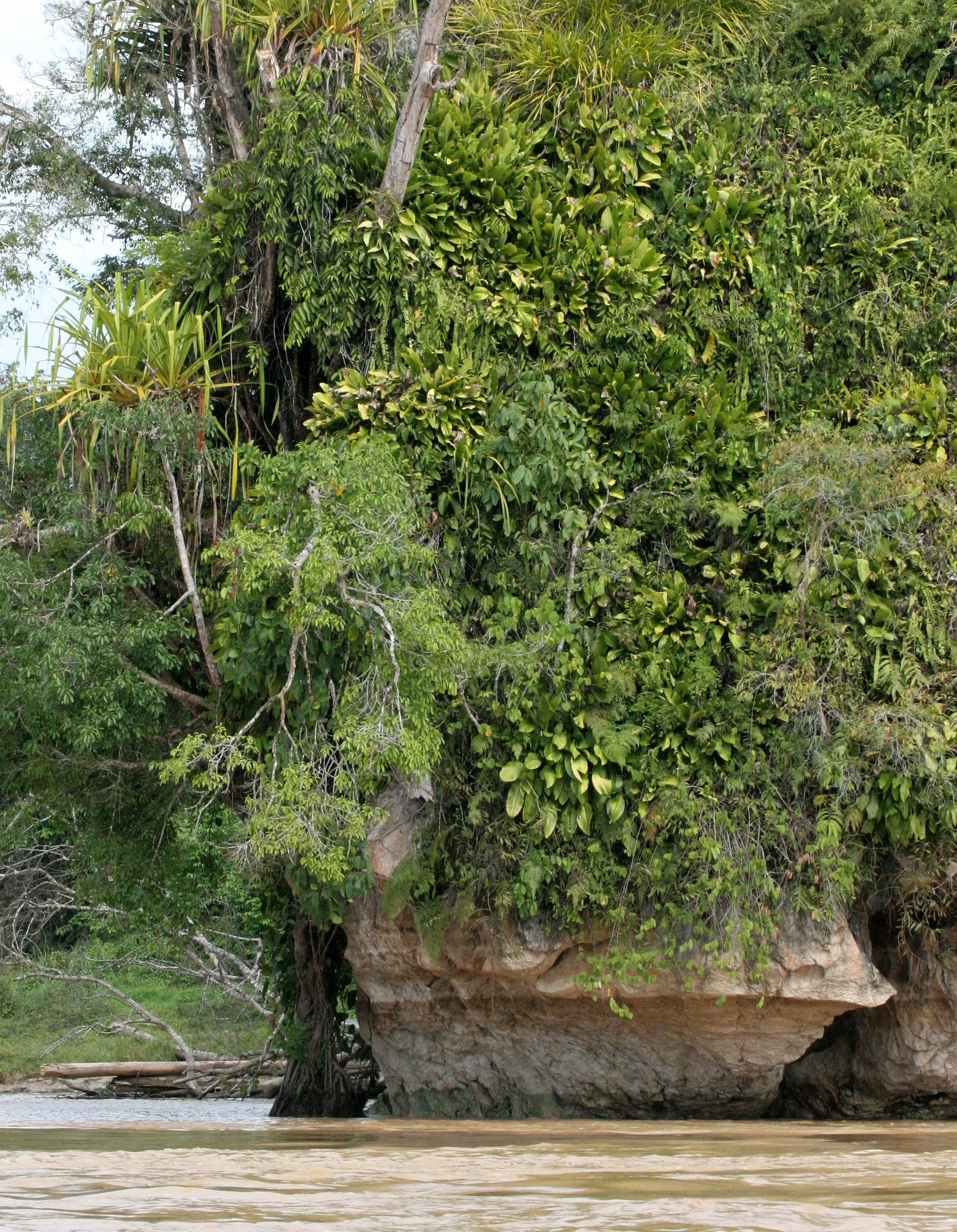 KINABATANGAN RIVER BORNEO - LIMESTONE CLIFFS (4).JPG