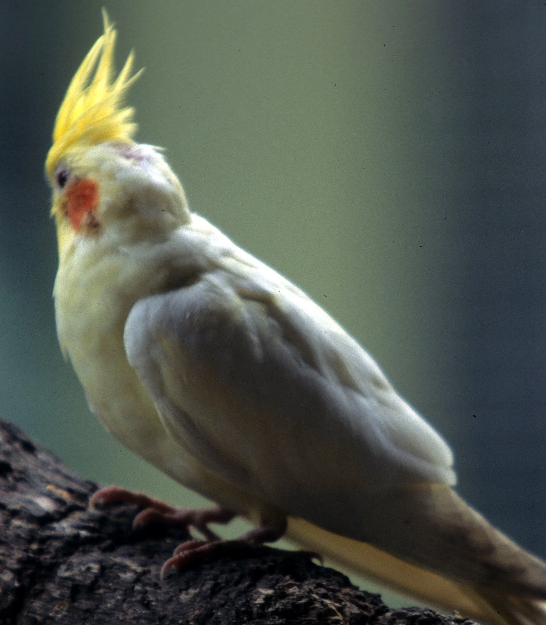 BIRD - COCKATIEL - DAINTREE AREA B.jpg