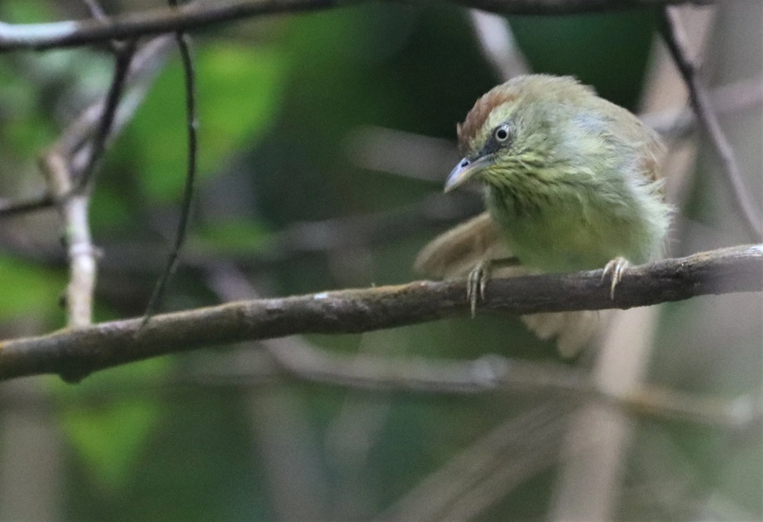 TIT-BABBLER - PIN-STRIPED TIT-BABBLER - Mixornis gularis - KHAO RAMROM GARDEN NAKHON SI THAMMARAT (19).jpg