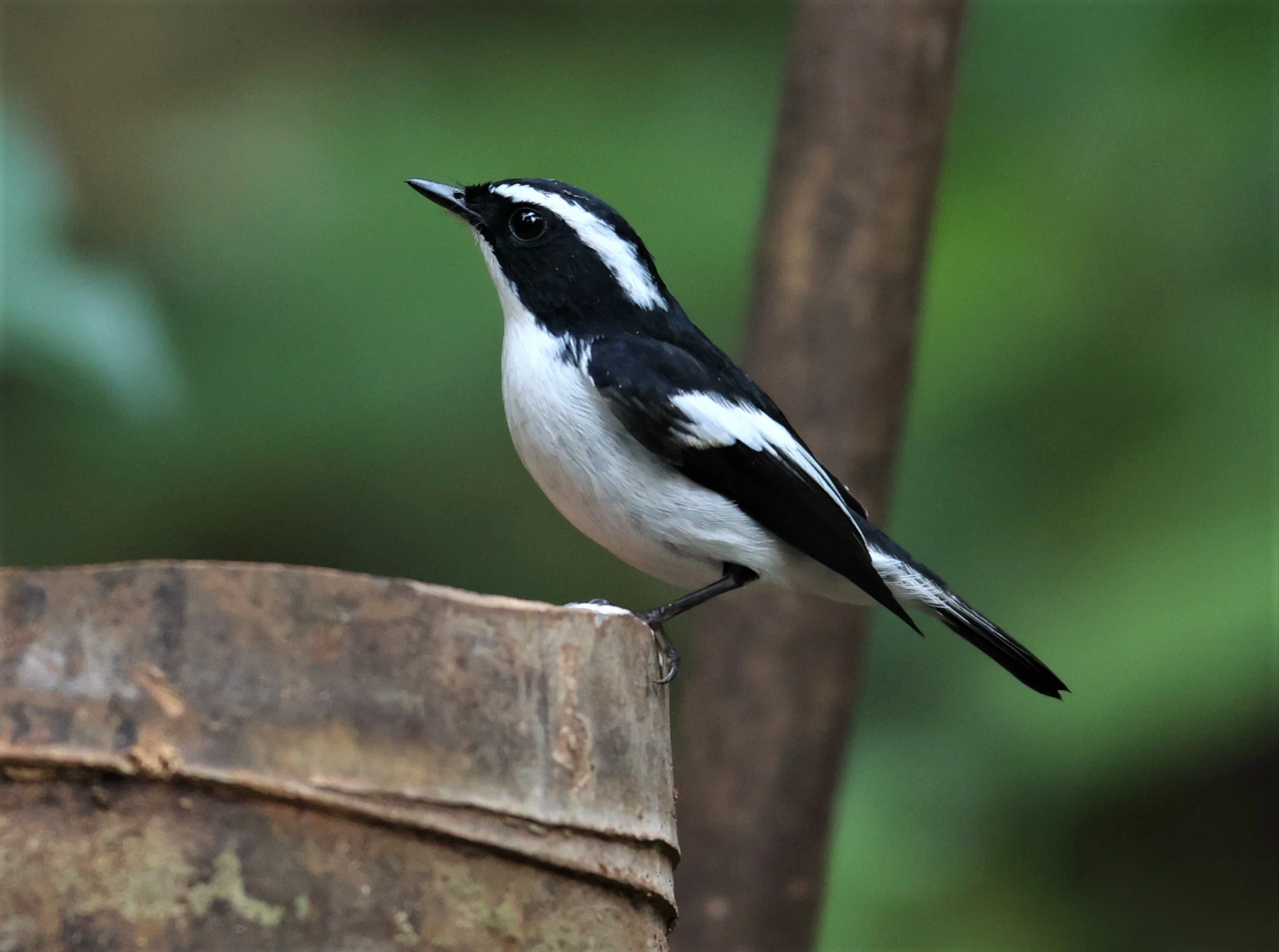 FLYCATCHER - LITTLE PIED FLYCATCHER - Ficedula westermanni - DOI INTHANON NP CHIANG MAI, DEC 2021 (26).JPG