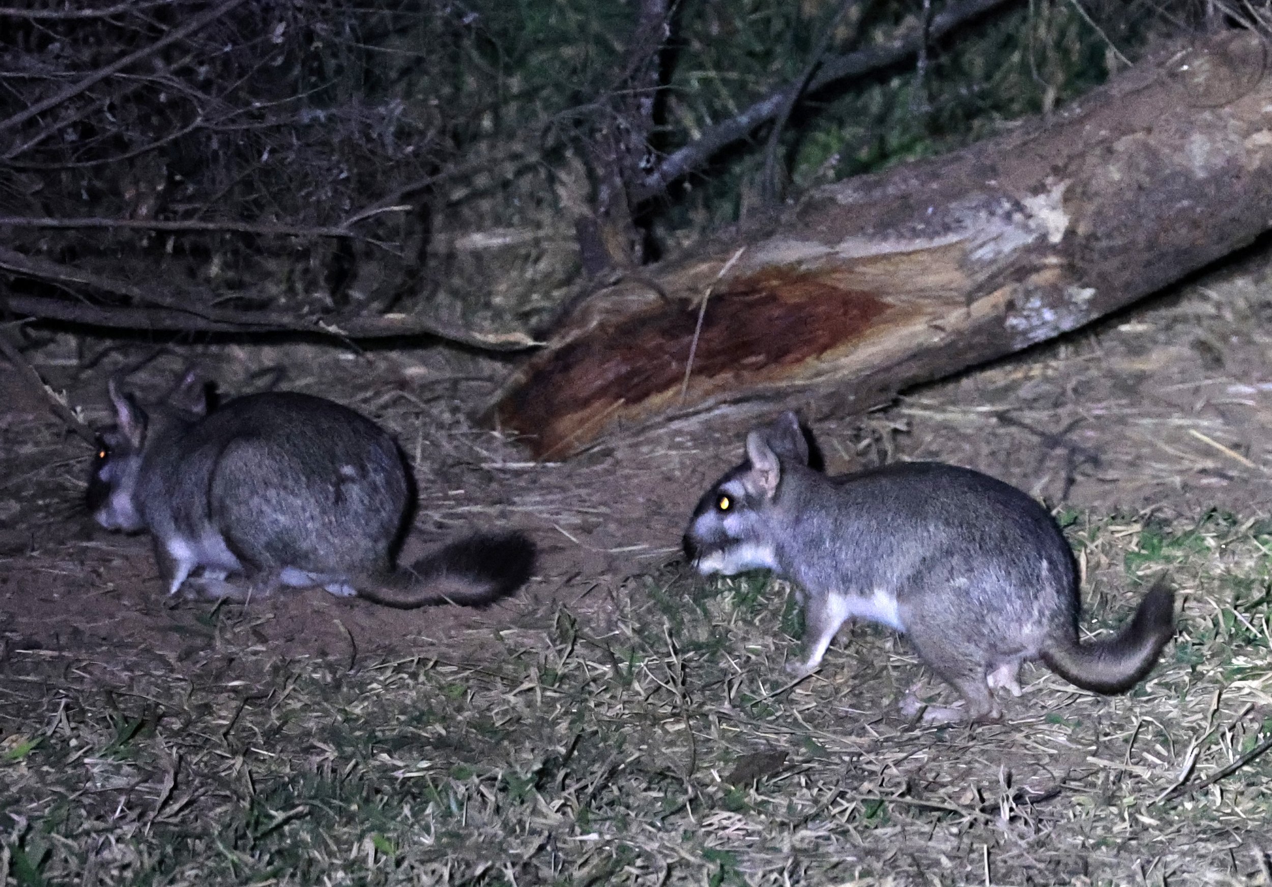 Plains Vizcacha (Lagostomus maximus) Reserva Natural Canada el Carmen, Paraguay  (7).jpg