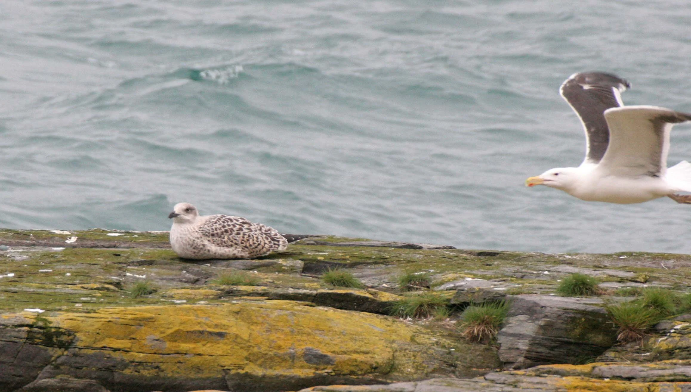 BIRD - GULL - HERRING - NEAR TROMSO (4).jpg