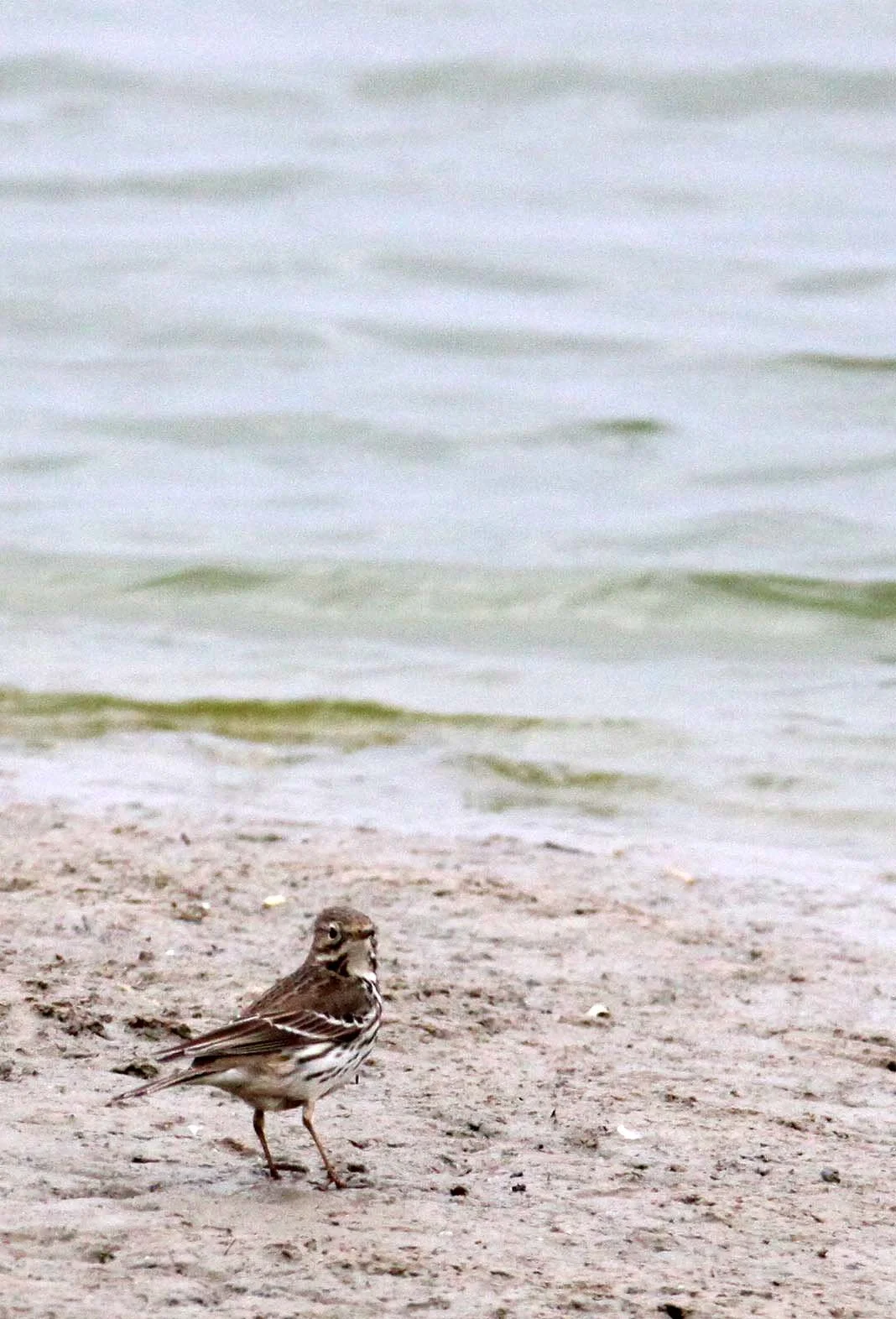 Buff-bellied Pipit (Anthus rubescens) YANCHENG CHINA (2).JPG