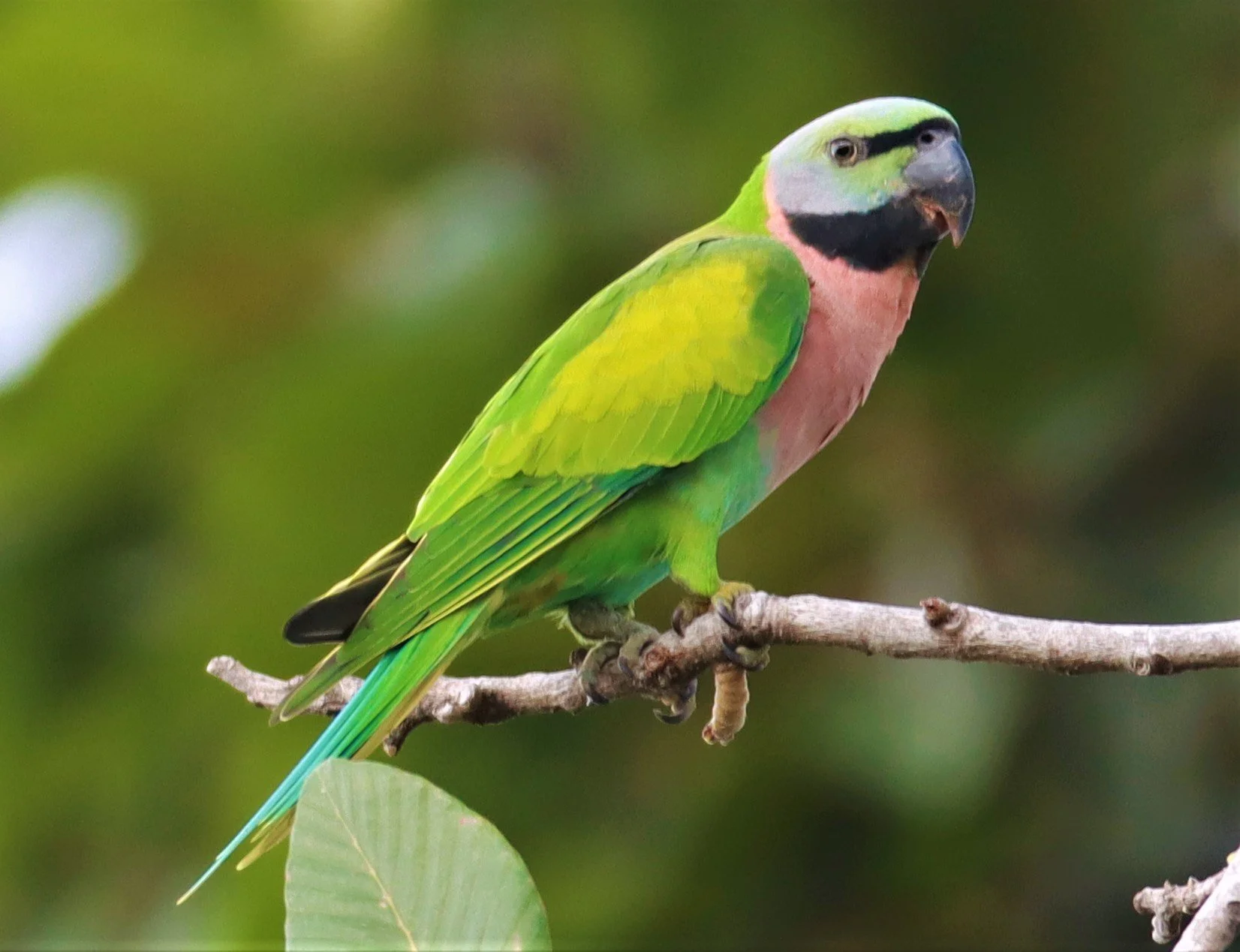 PARAKEET - RED-BREASTED PARAKEET - Psittacula alexandri - WAT SUAN YAI NONTHABURI (37).jpg