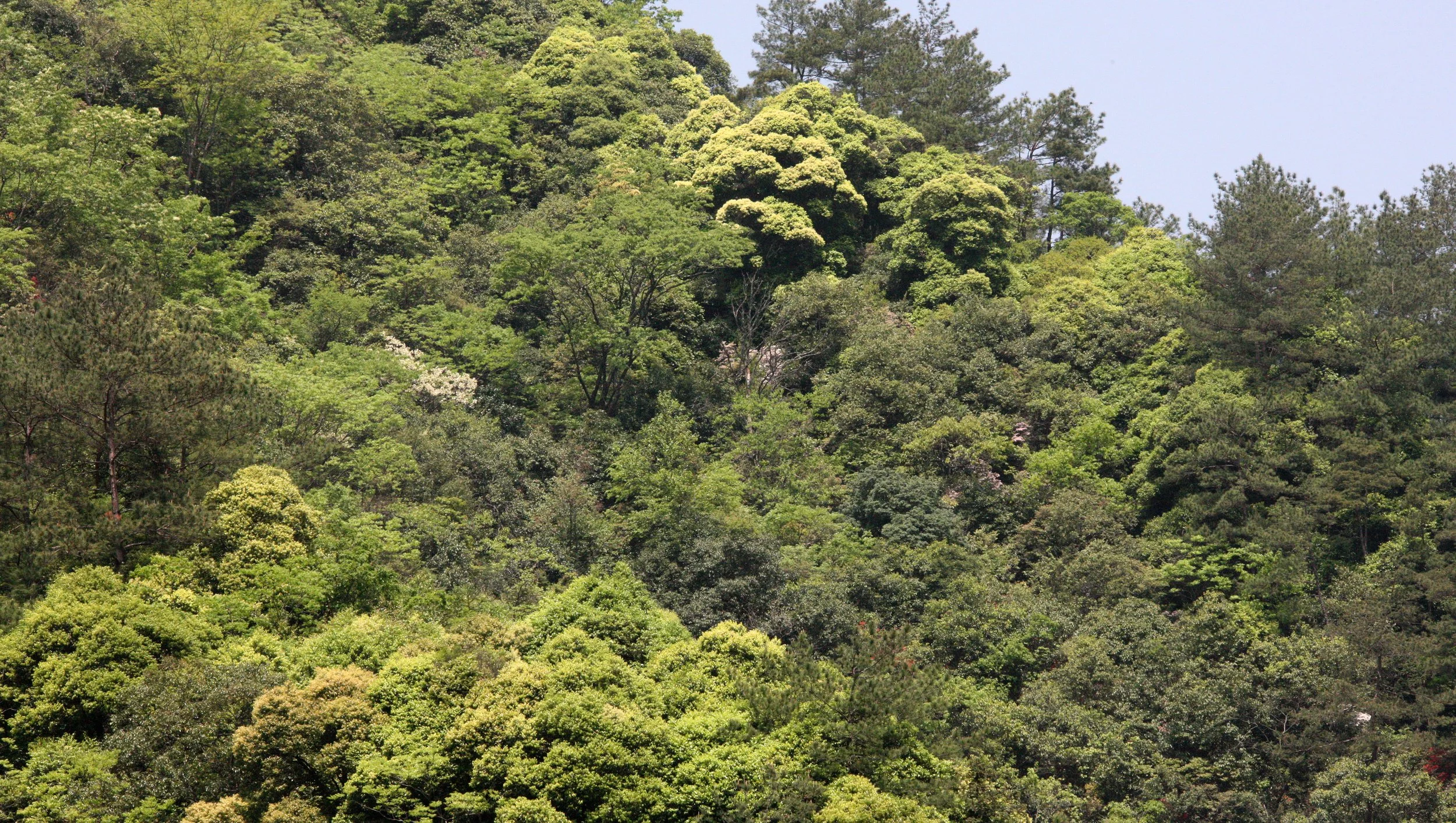 MONKEY VALLEY - FUXI VILLAGE NEAR HUANGSHAN CHINA (9).JPG