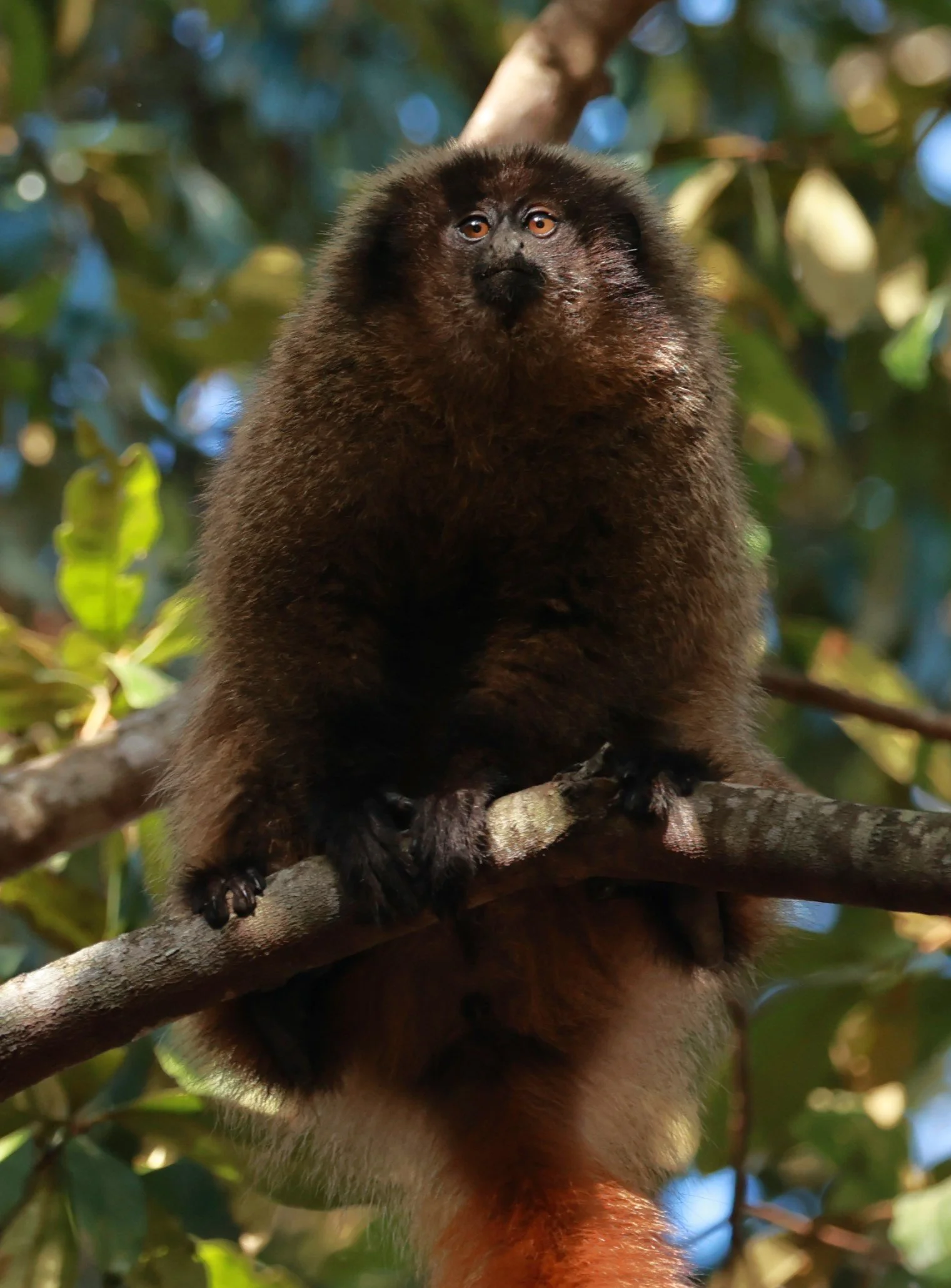 Blackfronted Titi Monkey (Callicebus nigrifrons) — Coke Smith Wildlife