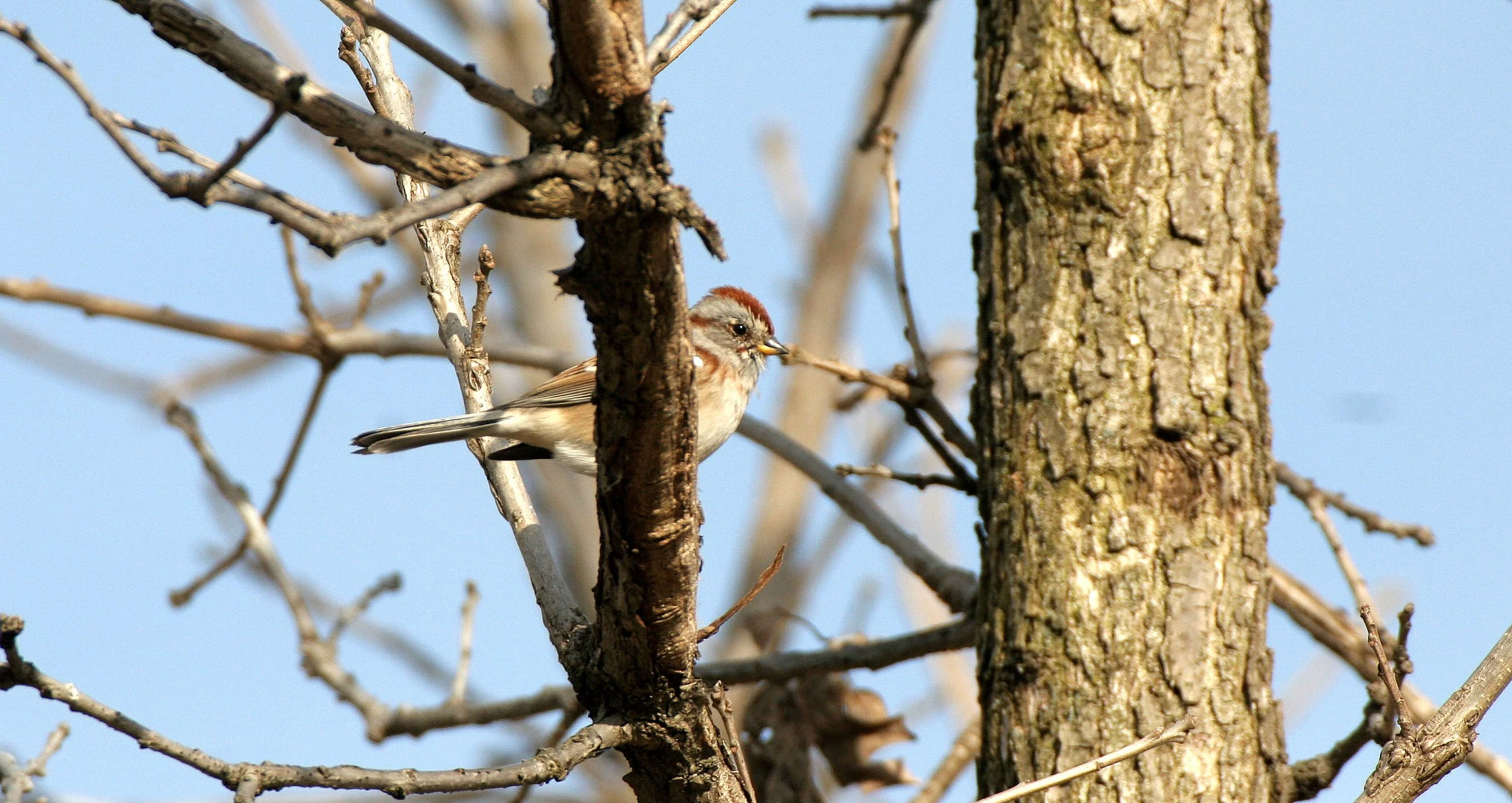 Field Sparrow (Spizella pusilla) Lincoln Marsh Illinois