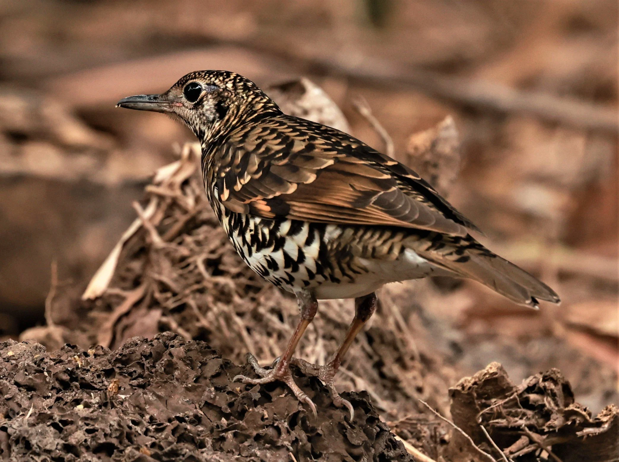 White's Thrush (Zoothera aurea) Putthamonthon Park Nakhon Pathom Thailand (27).jpg