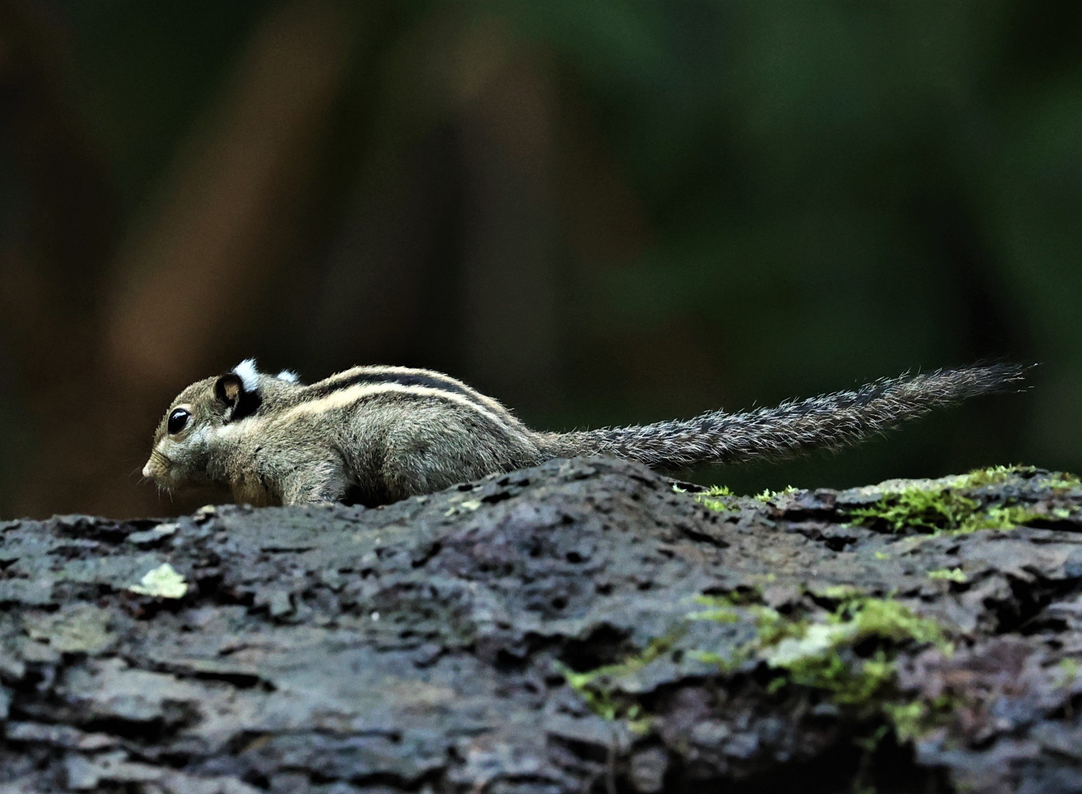 Tamiops mcclellandii - HIMALAYAN STRIPED SQUIRREL - BUKIT TINGGI MALAYSIA JUNE 2022 (9).jpg