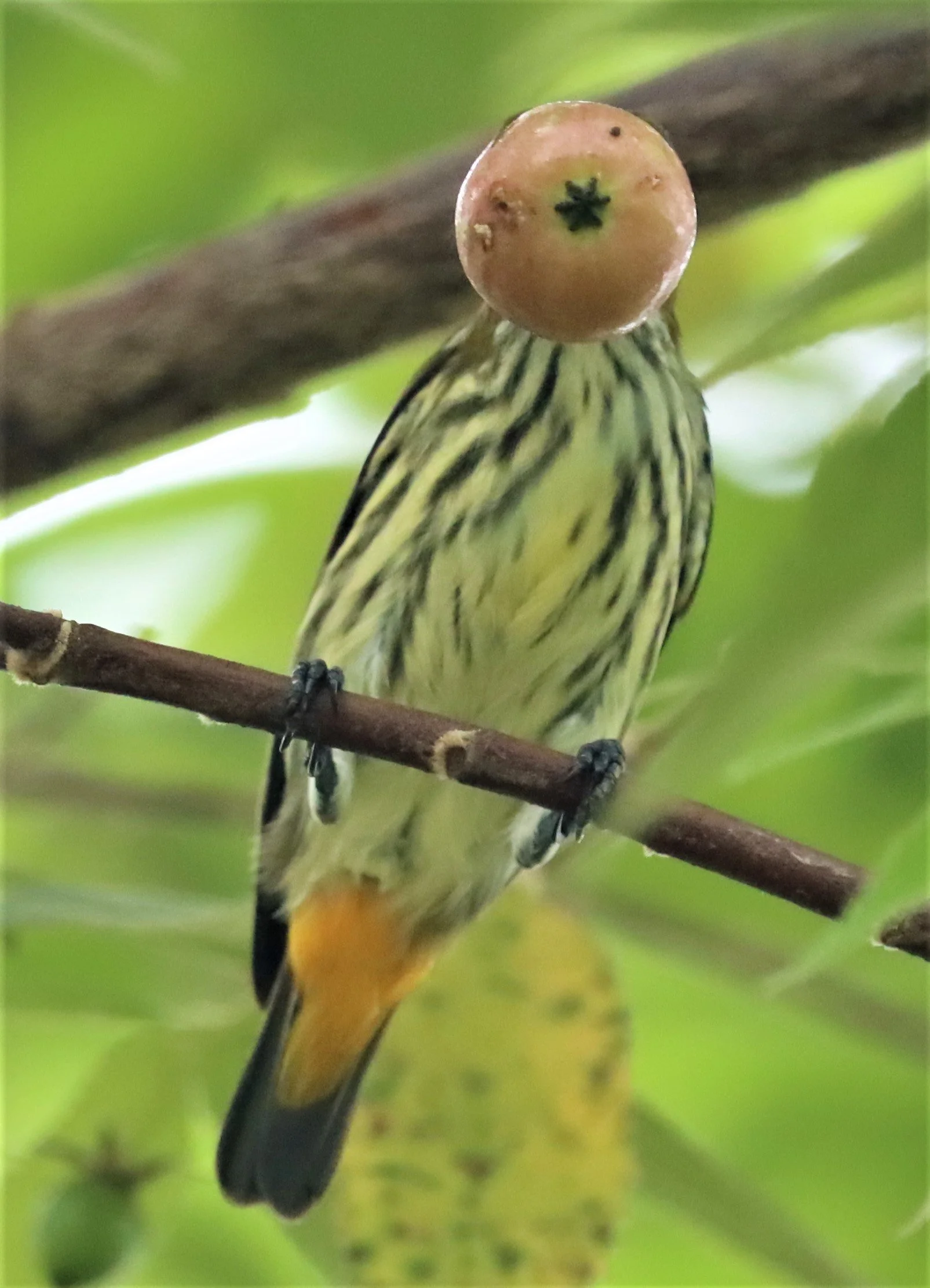 FLOWERPECKER - YELLOW-VENTED FLOWERPECKER - Dicaeum chrysorrheum - BAAN MAKA - IMAGE BY GIFT  (12).jpg