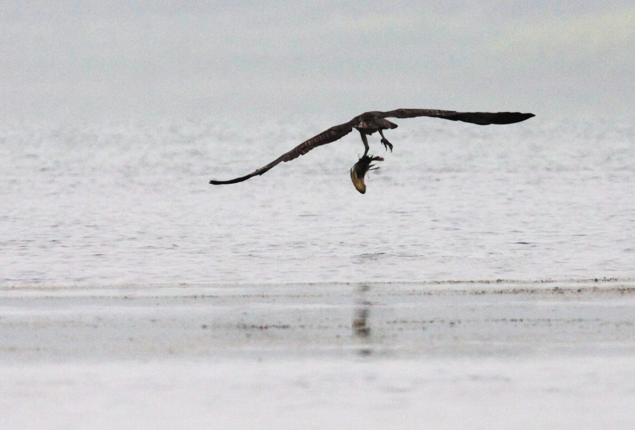 Pandion haliaetus - OSPREY - CHAMBAL RIVER SANCTUARY INDIA (9).JPG