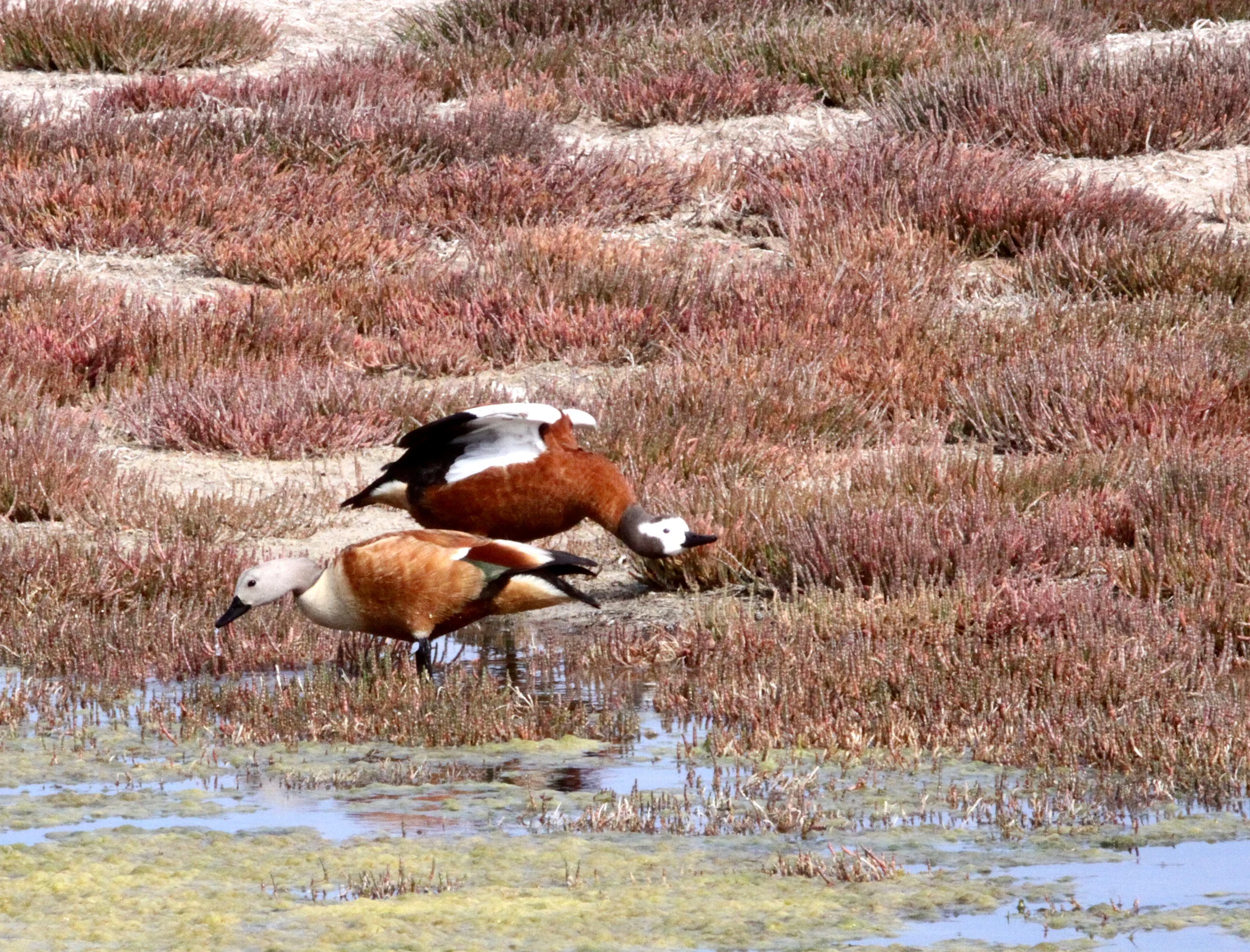 SHELDUCK - SOUTH AFRICAN SHELDUCK - Tadorna tadornoides - ELAND'S BAY SOUTH AFRICA (13).JPG