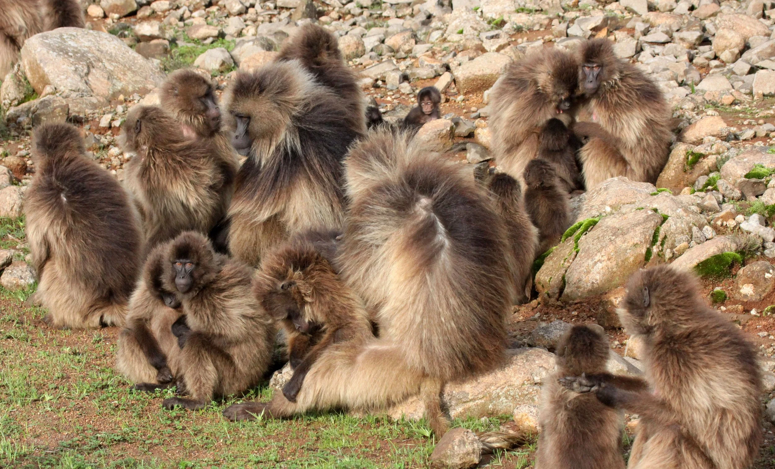 CERCOPITHECIDAE - Theropithecus gelada - GELADA - SIMIEN MOUNTAINS NATIONAL PARK ETHIOPIA (1555).JPG