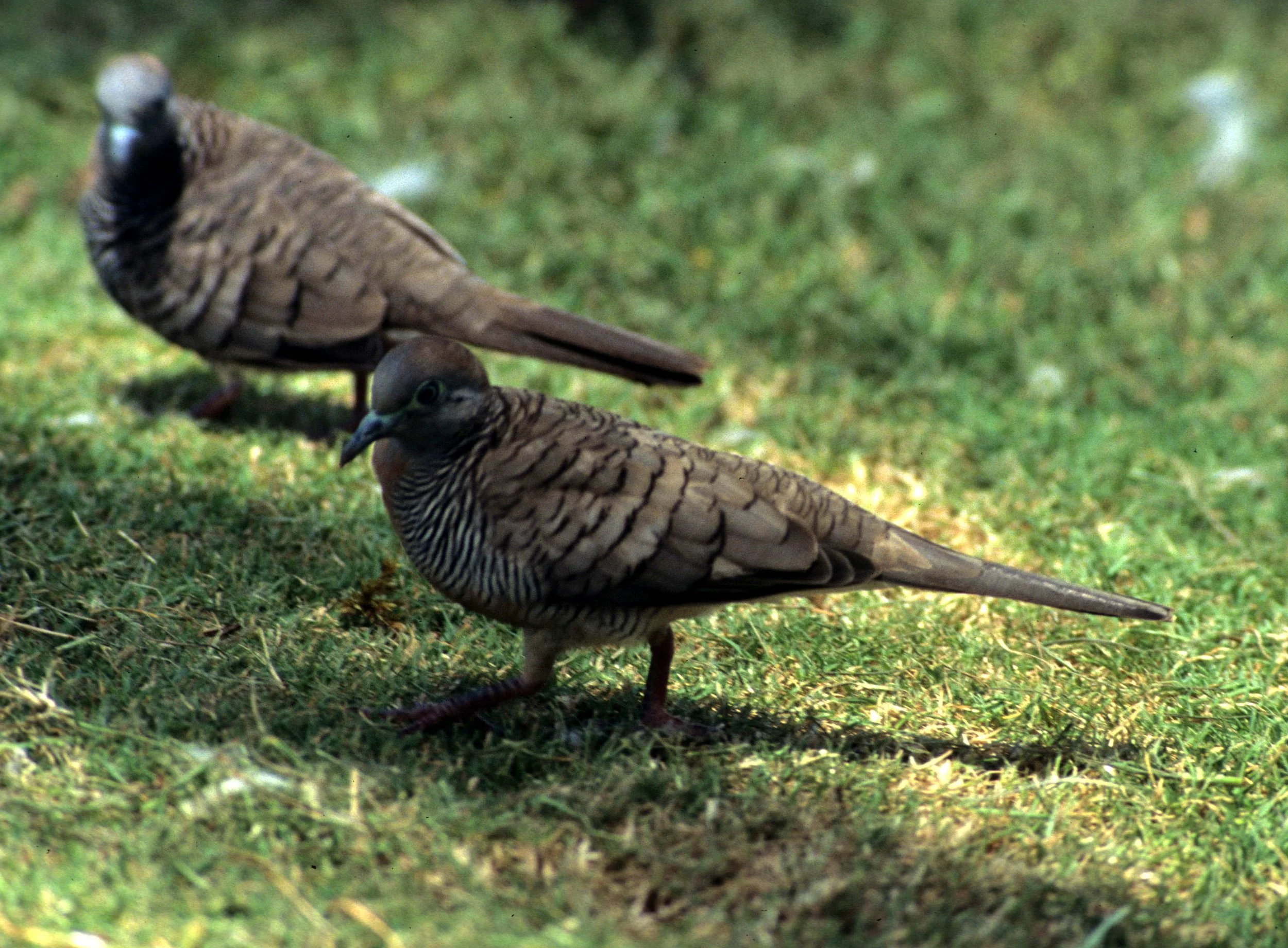 Zebra dove (Geopelia striata) Hawaii.jpg