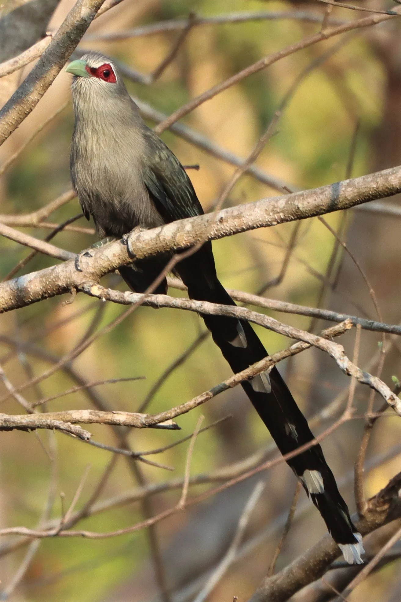 Green-billed Malkoha (Phaenicophaeus tristis) Pak Chong Hot Springs Thailand (6).jpg
