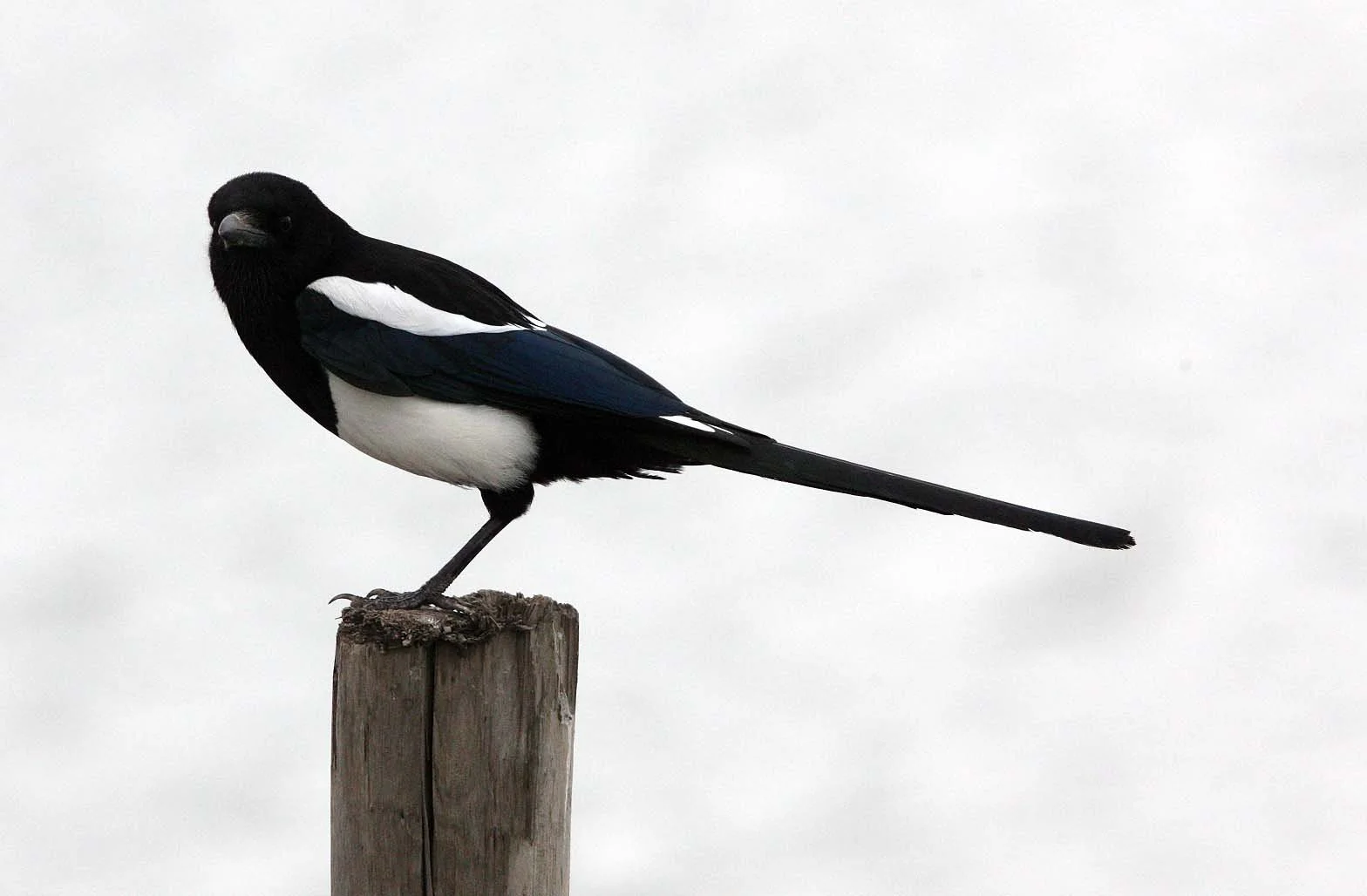 BIRD - MAGPIE - COMMON BLACK-BILLED MAGPIE- YANCHENG CHINA (4).JPG
