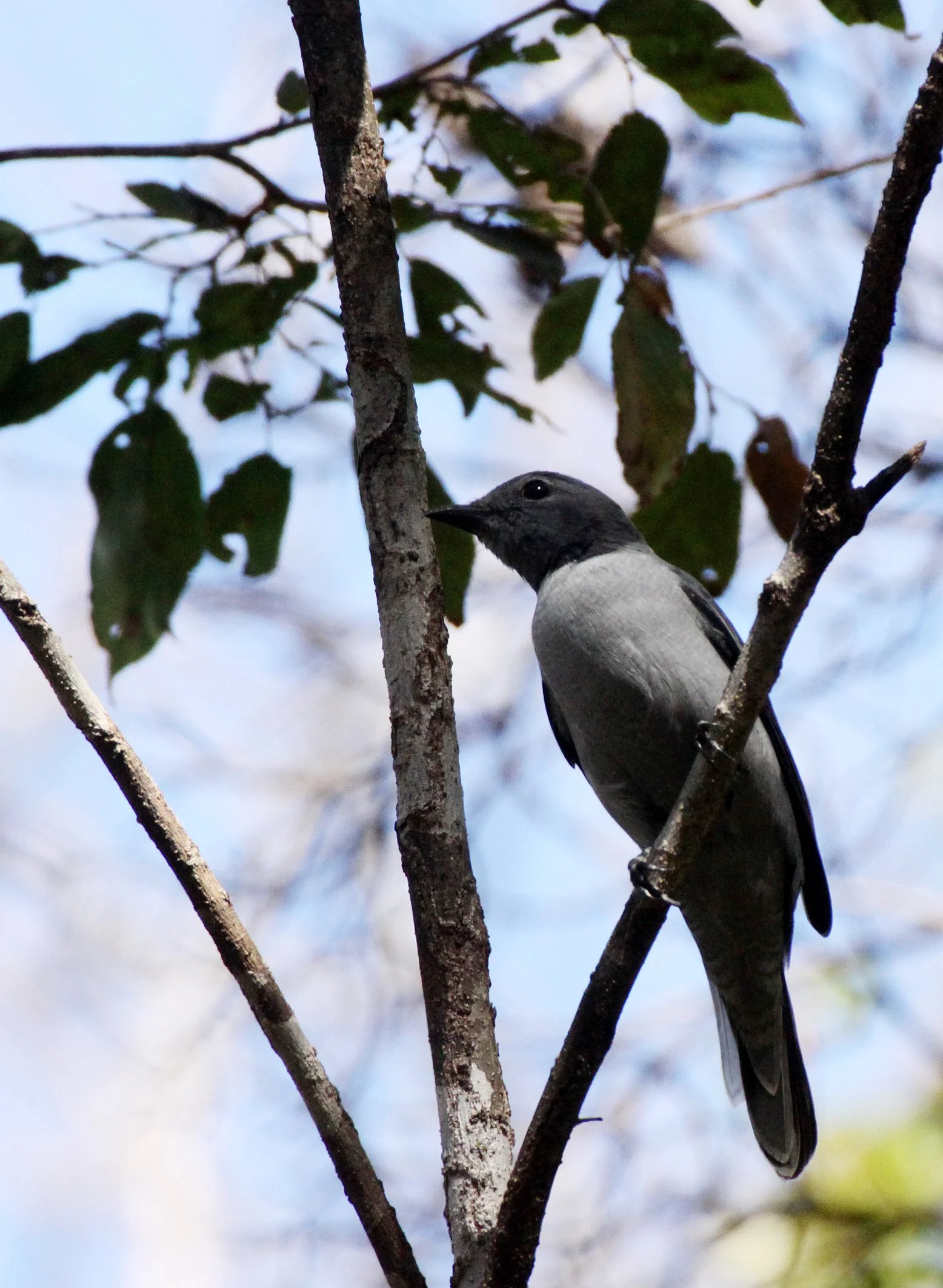 Madagascar Cuckooshrike (Ceblepyris cinereus) Ankarana NP Madagascar (11).JPG