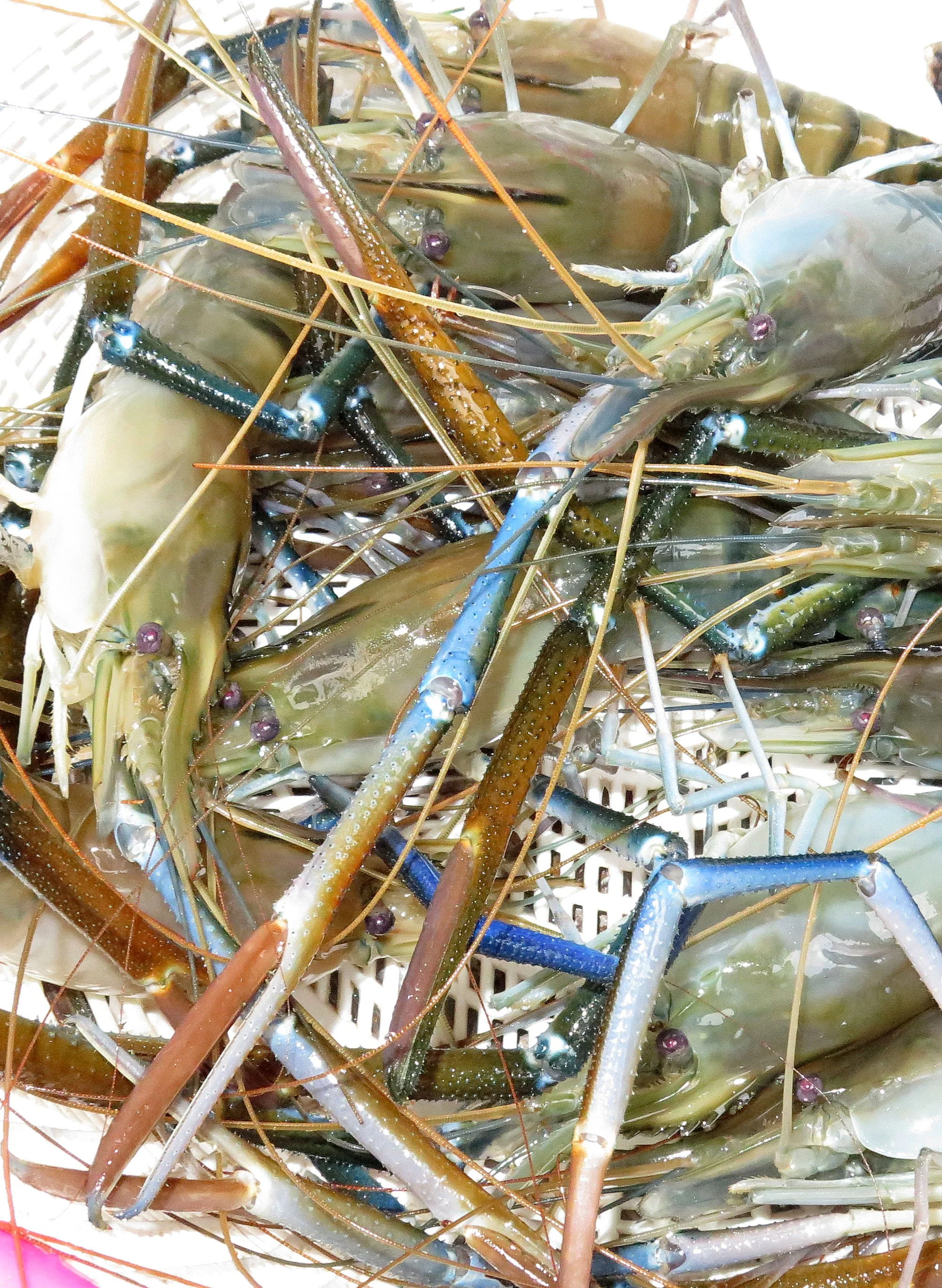 2014 Som's Birthday in Nonthaburi (2).JPG