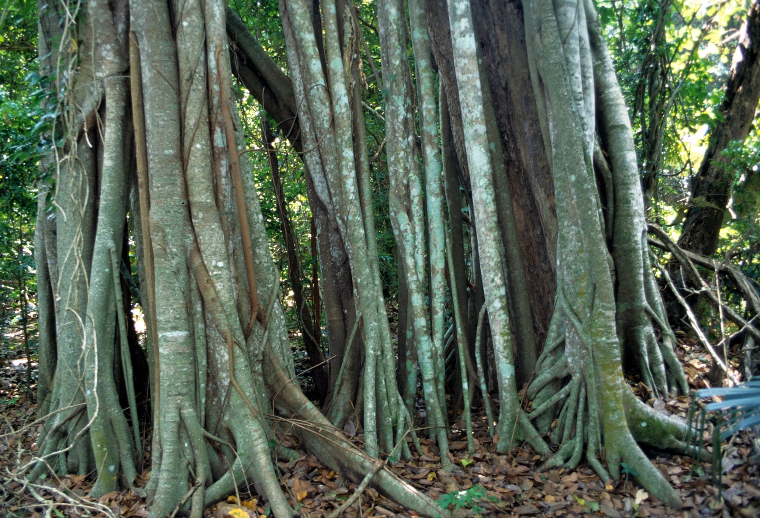 BALI - BALI BARAT NP - FICUS SPECIES.jpg