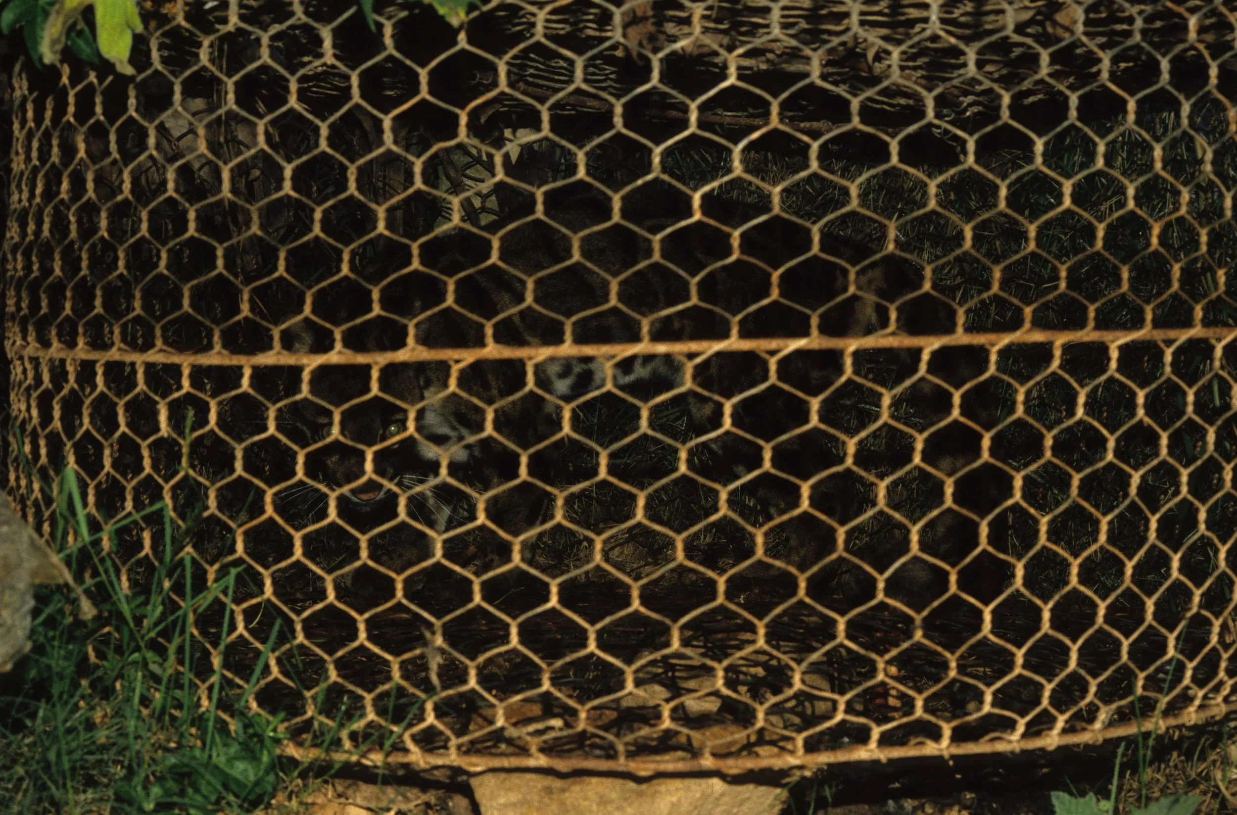 DALAT - POACHERS HUT - 1994 (6).jpg