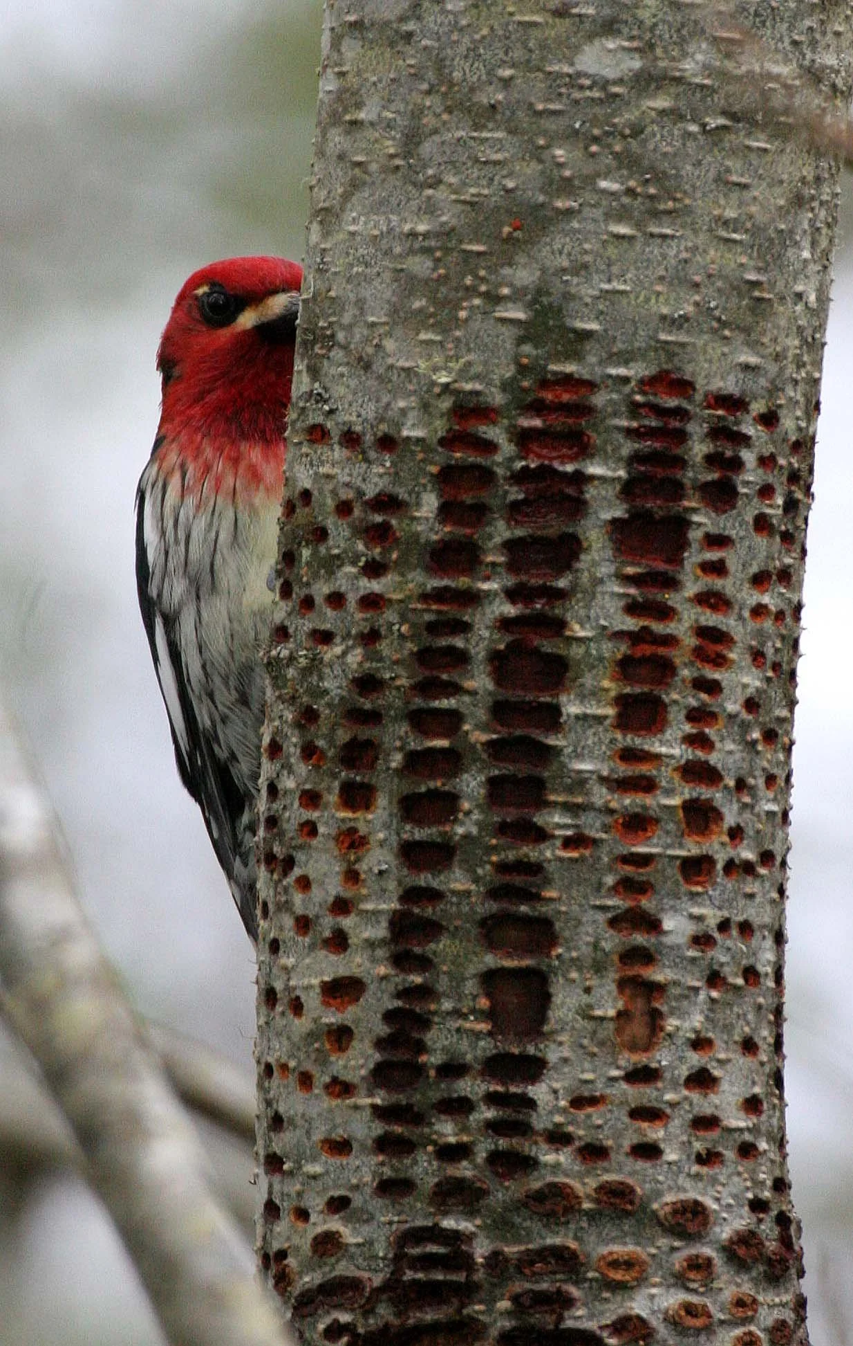 BIRD - WOODPECKER - SAPSUCKER - RED-BREASTED SAPSUCKER - SPHYRAPICUS RUBER - LAKE FARM TRAILS WA.JPG