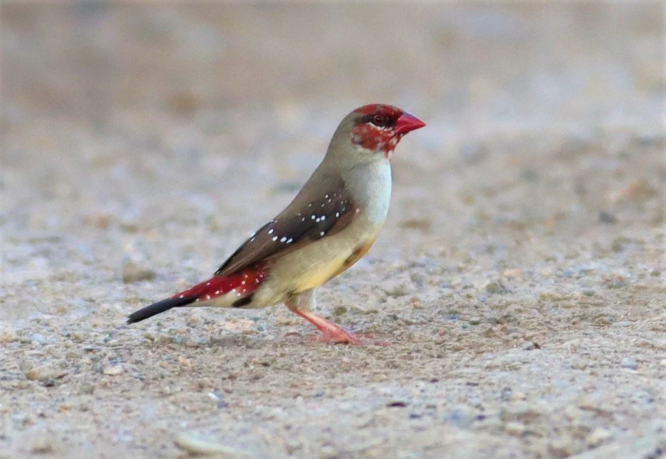 RED AVADAVAT - Amandava amandava - LAT KRABANG RICE FIELDS AT THAP YAO (8).jpg