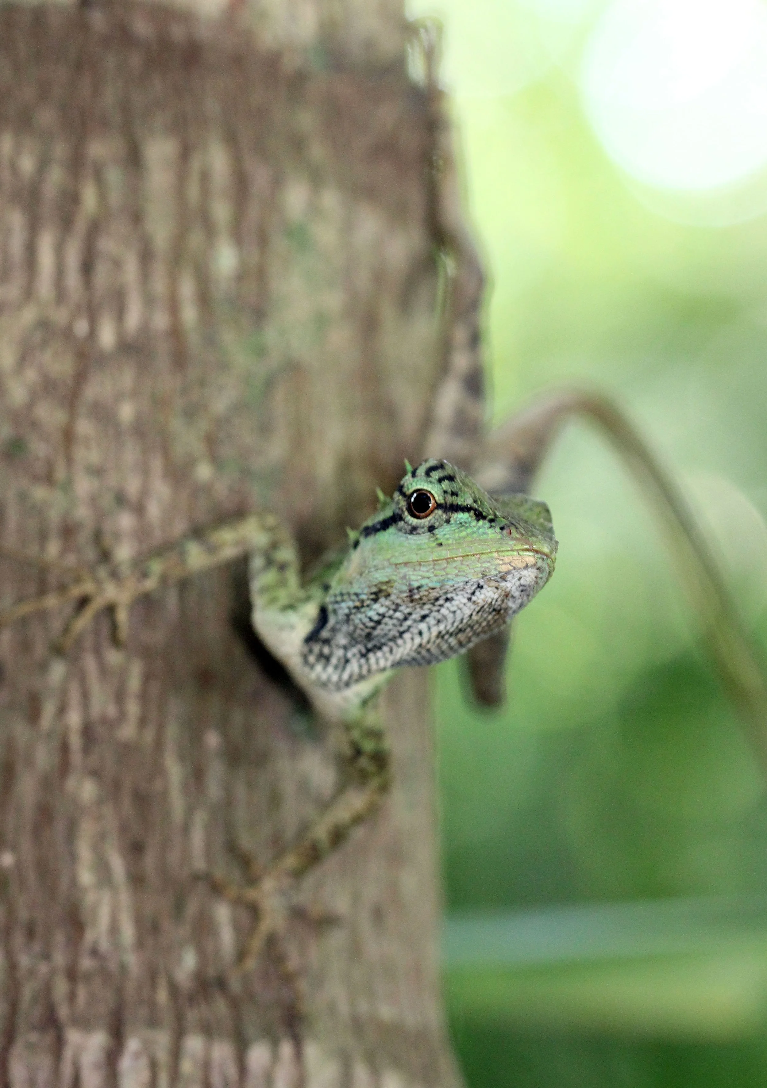 Calotes emma - EMMA GRAY'S FOREST LIZARD - KOH LANTA THAILAND (73).JPG