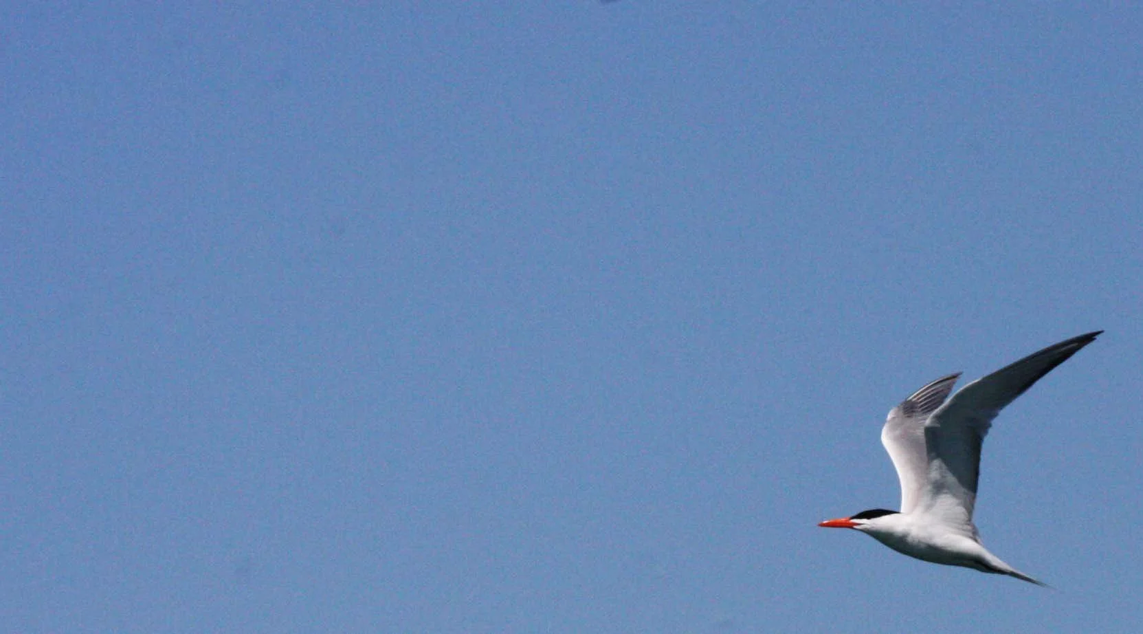 BIRD - TERN - ROYAL TERN - SAN IGNACIO LAGOON BAJA MEXICO (2).JPG