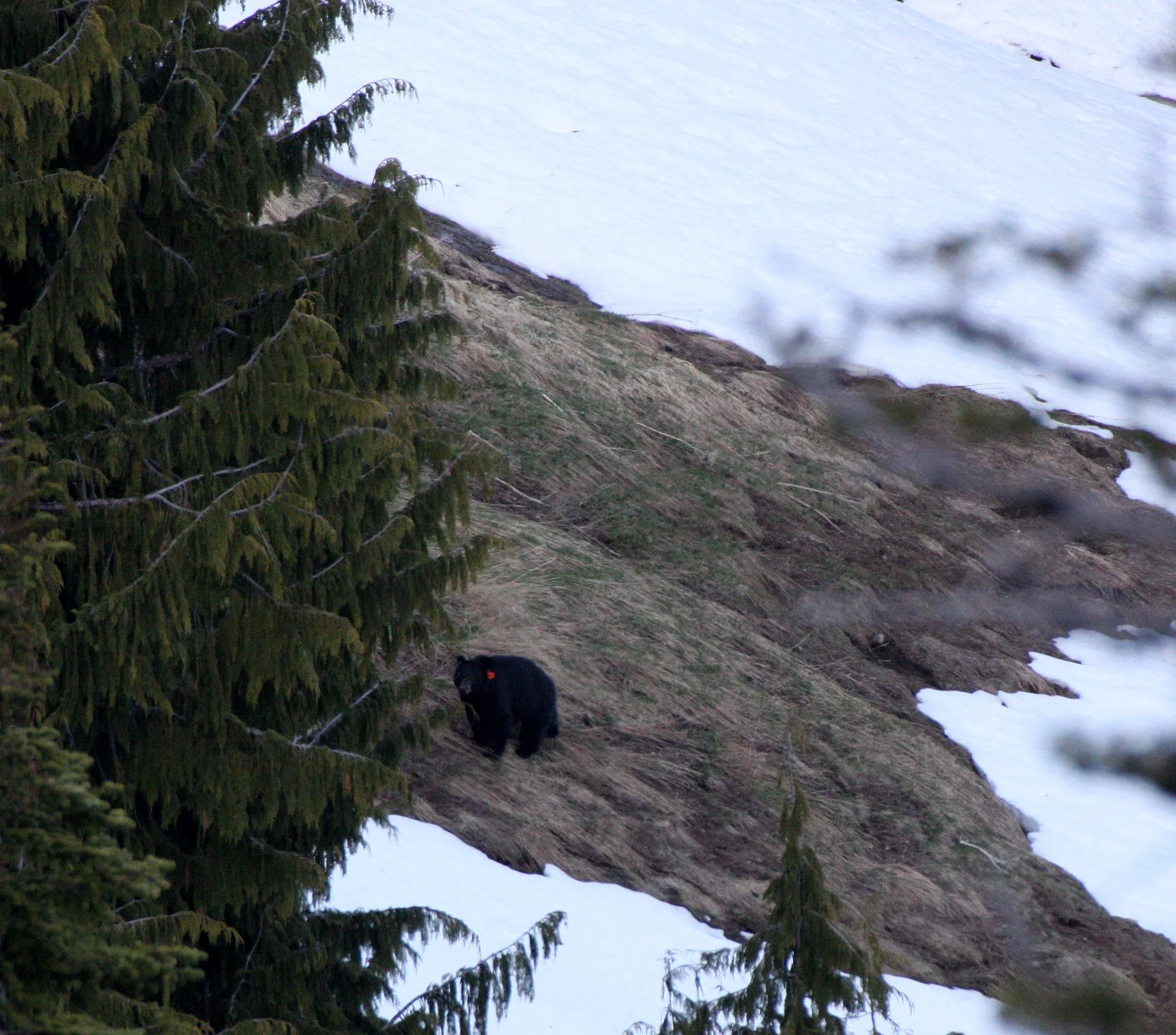 Ursus americanus altifrontalis - OLYMPIC BLACK BEAR - HURRICANE RIDGE ROAD WASHINGTON (5).JPG