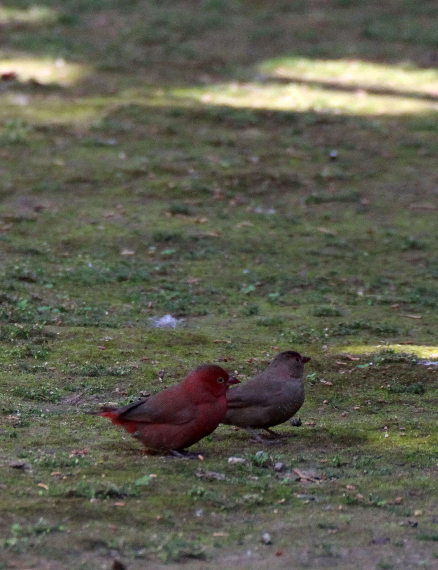 Red-billed Firefinch or Senegal Firefinch (Lagonosticta senegala) Nyungwe NP Rwanda 2012 (14).JPG