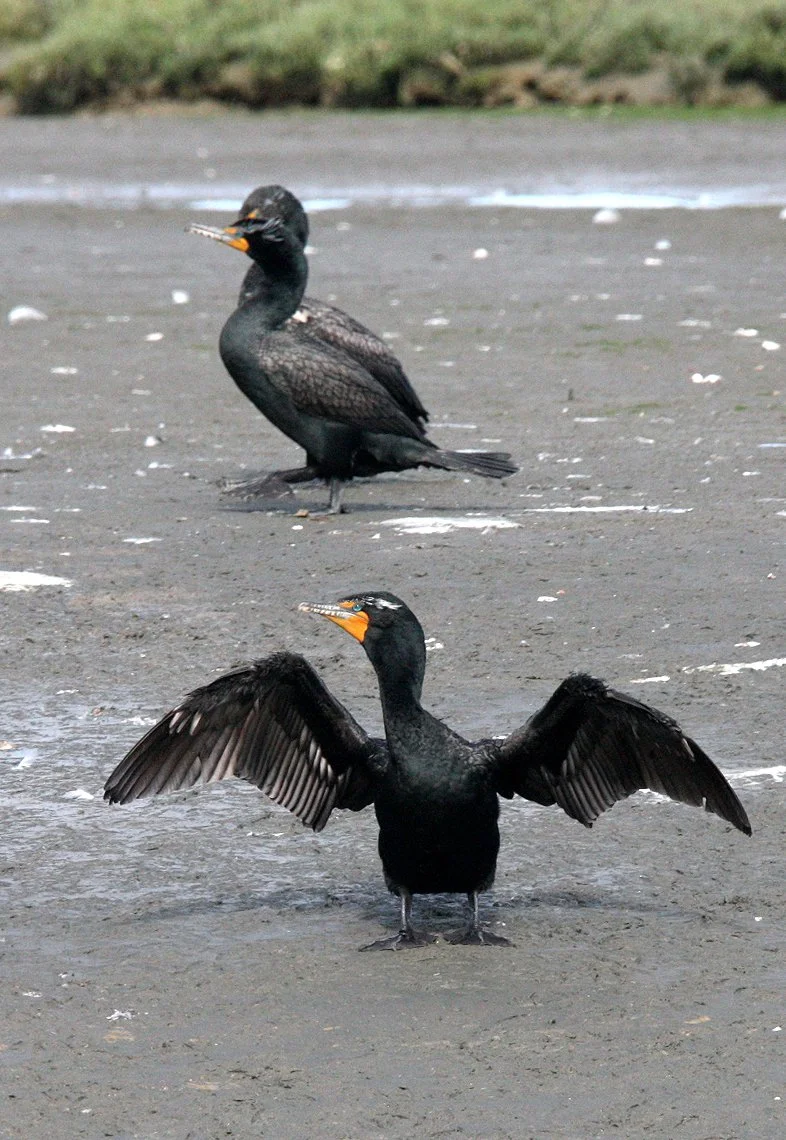 Nannopterum auritum - Double-crested Cormorant - Elkhorn Slough, California (20).JPG