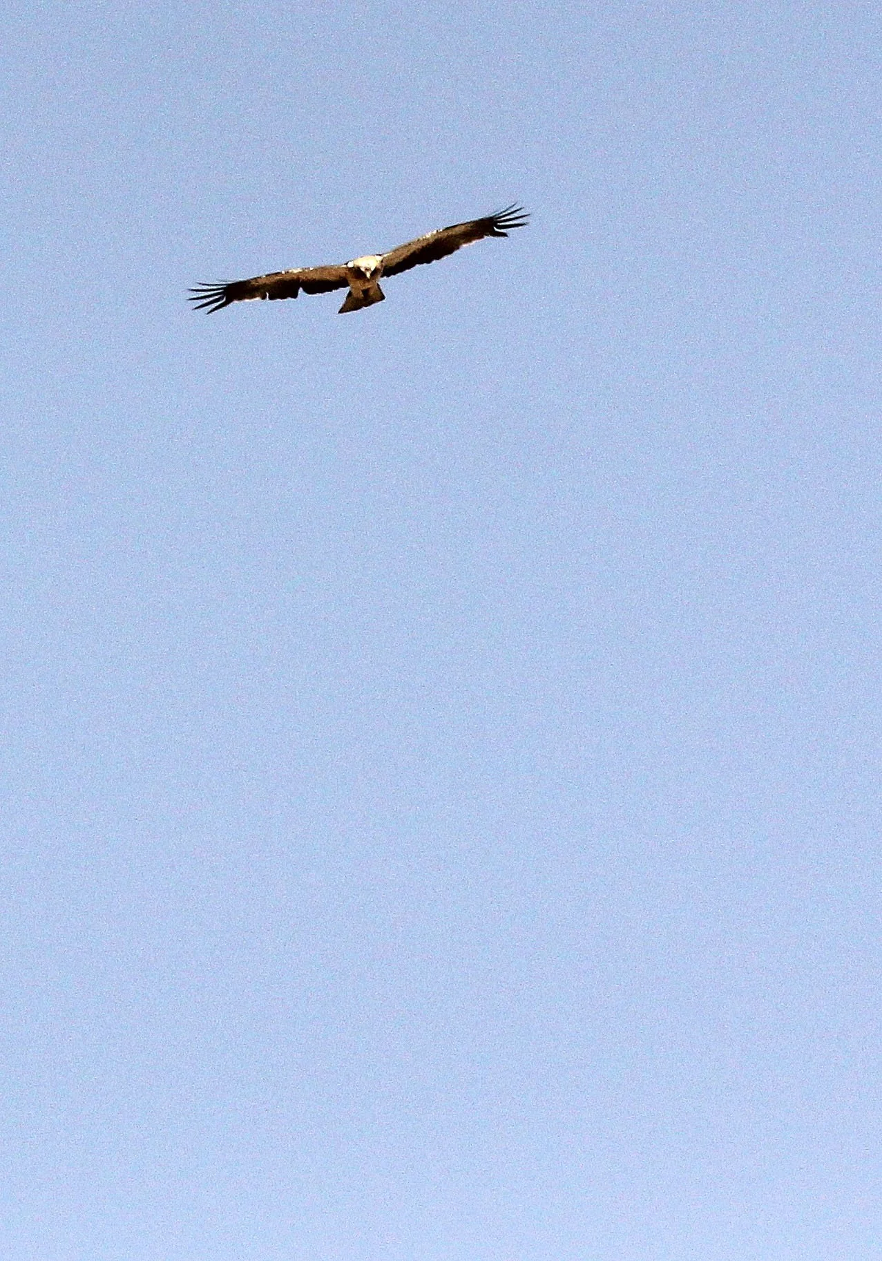 Hieraaetus pennatus - BOOTED EAGLE - NEAR GAFSA TUNISIA (12).JPG