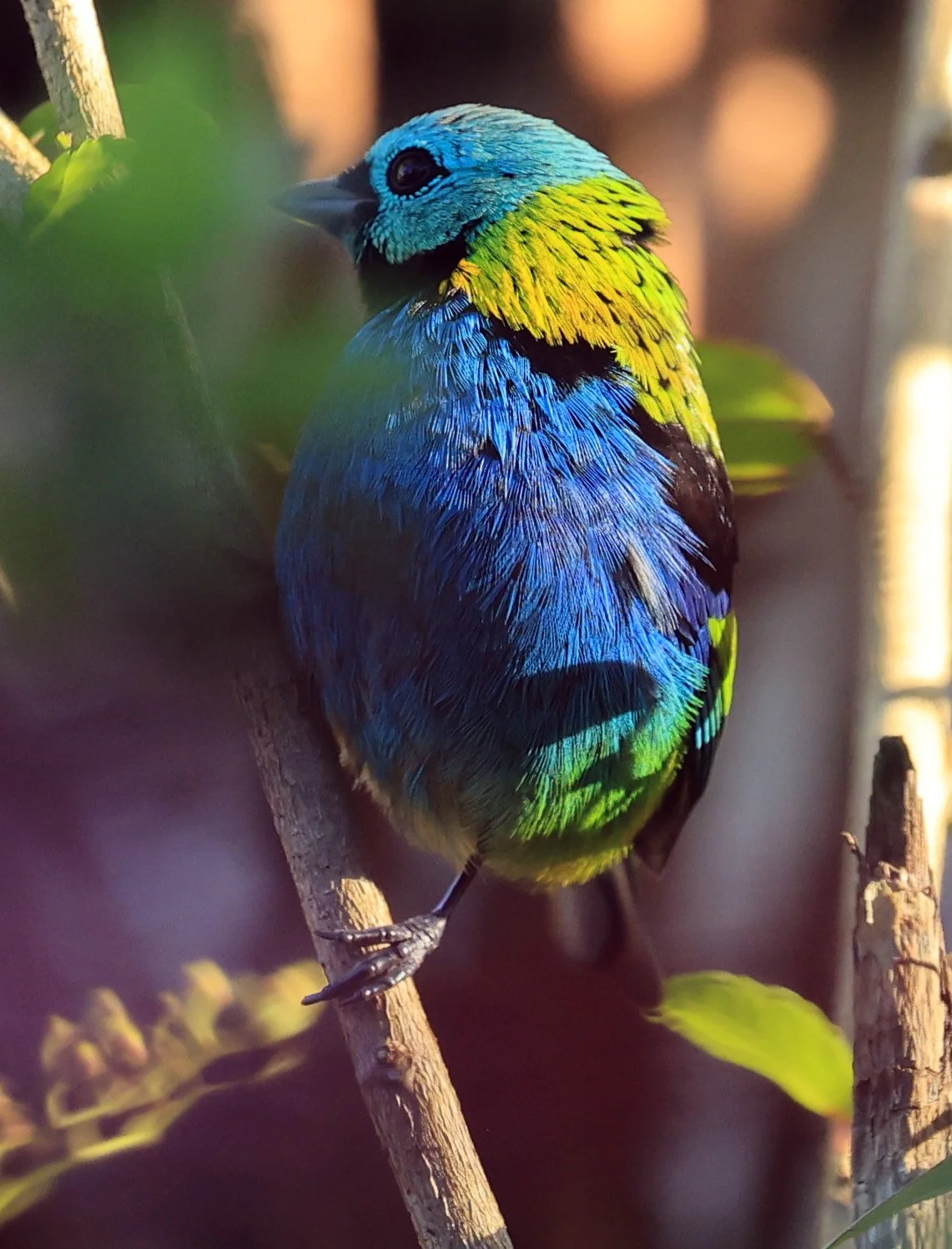 Green-headed Tanager (Tangara seledon)  Superagui National Park, Brazil (242).jpg